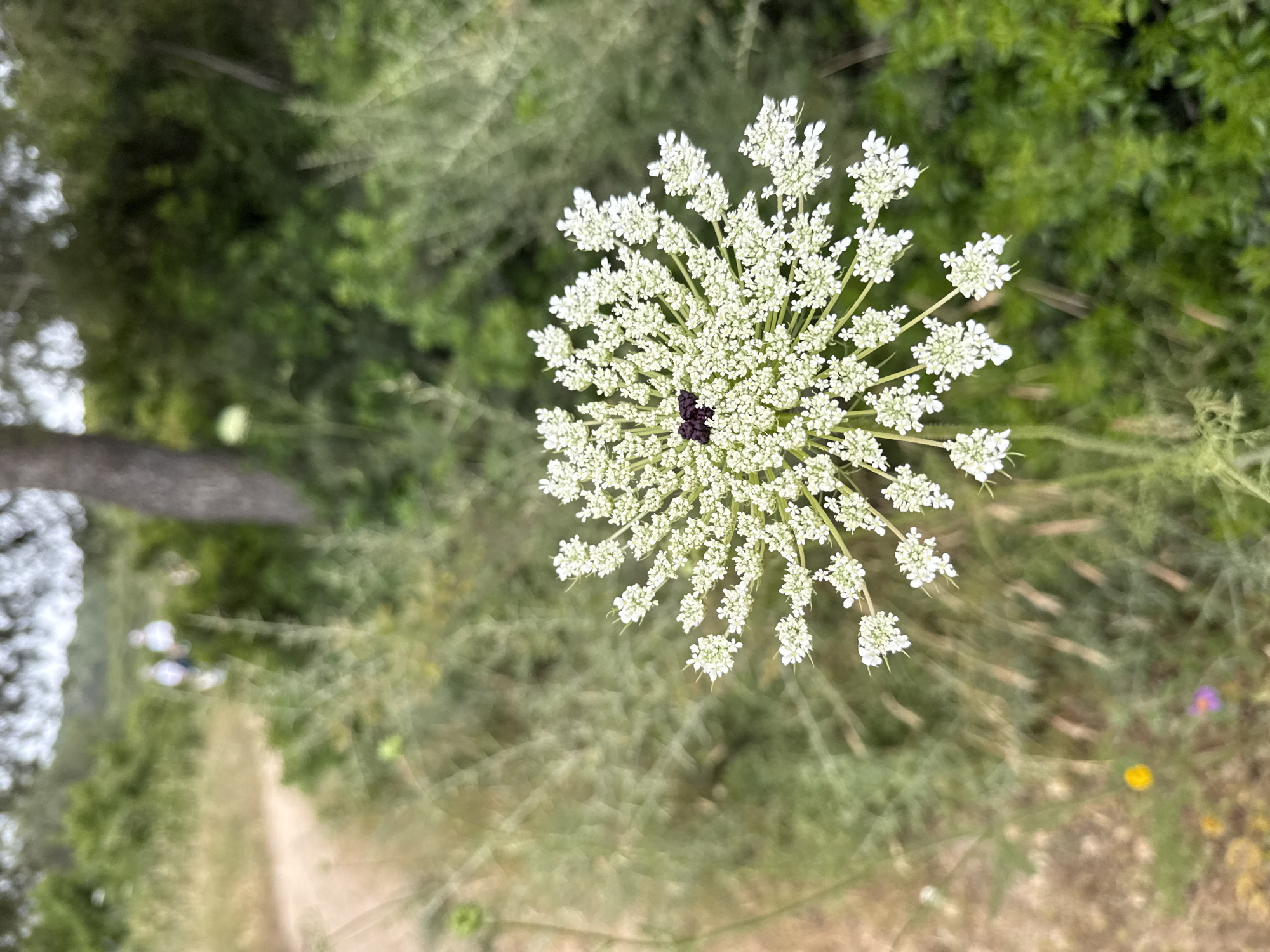 The image shows an aerial view of a Queen Anne's lace flower with a black center, growing in an area with mixed vegetation, including trees and other plants. The location is in the city of Nesher, Israel. A dirt path or trail is visible in the blurred background.