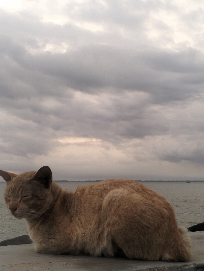 An orange cat sits on a ledge. It has its eyes closed and appears to be sleeping or resting. Behind the cat is a body of water with a shoreline visible in the distance. The sky is overcast with grey clouds, creating a somewhat gloomy atmosphere. A small boat is visible in the water. The scene is serene and peaceful.
