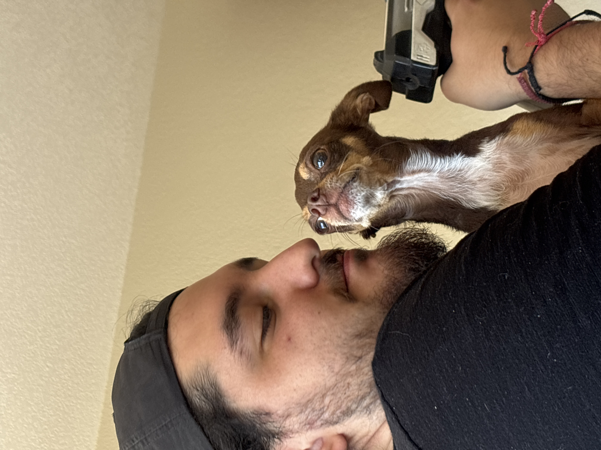 An intimate, overhead shot captures a playful interaction between a man and a small dog. The man is positioned below, lying on his back, with his face angled upwards. He has dark hair, a beard, and a mustache, and his eyes appear to be closed or looking downwards in a relaxed state. He wears a dark shirt and a dark cap. On his right wrist, multiple braided bracelets are visible, including one in pink and another in black.
Above him, a small, short-haired dog, possibly a Chihuahua, with brown and white fur, is held close to his face. The dog's head is turned downwards, looking intently at the man. Its eyes are wide and engaged, and its mouth is slightly ajar, revealing tiny teeth, conveying an expression of curiosity or slight amusement. A hand, likely the man's, is partially visible holding the dog in place. Part of a dark object, possibly a smartphone with a grip, is seen near the dog's head in the upper right.
The background is a plain, light beige wall or ceiling, suggesting an indoor setting. A subtle vertical line indicates a change in surface or a corner. The lighting is bright and even, consistent with daylight indoors. The image conveys a tender and affectionate moment between the man and his pet. No text is visible in the media. Based on the provided context, the scene takes place indoors in Puebla, Mexico.