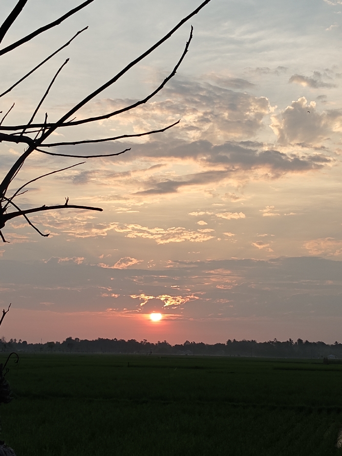 The image displays a rural landscape at either sunrise or sunset in Mee Pangwa, Indonesia. The sky occupies approximately the upper two-thirds of the frame, featuring a mix of altocumulus and stratus clouds tinted with orange, pink, yellow, and grey hues. A prominent, bright, circular orange-red sun is visible just above the horizon, slightly left of center, partially obscured by clouds. In the upper left quadrant, several dark, bare tree branches extend diagonally, silhouetted against the sky. A small, dark bird is discernible in flight in the upper right portion of the sky. The lower third of the image consists of a flat expanse of dark green agricultural fields, consistent with rice paddies, stretching horizontally. Along the distant horizon, between the fields and the sky, a dark, indistinct tree line and a few faint, dark structures are visible. No people, specific actions, or interactions are present.
