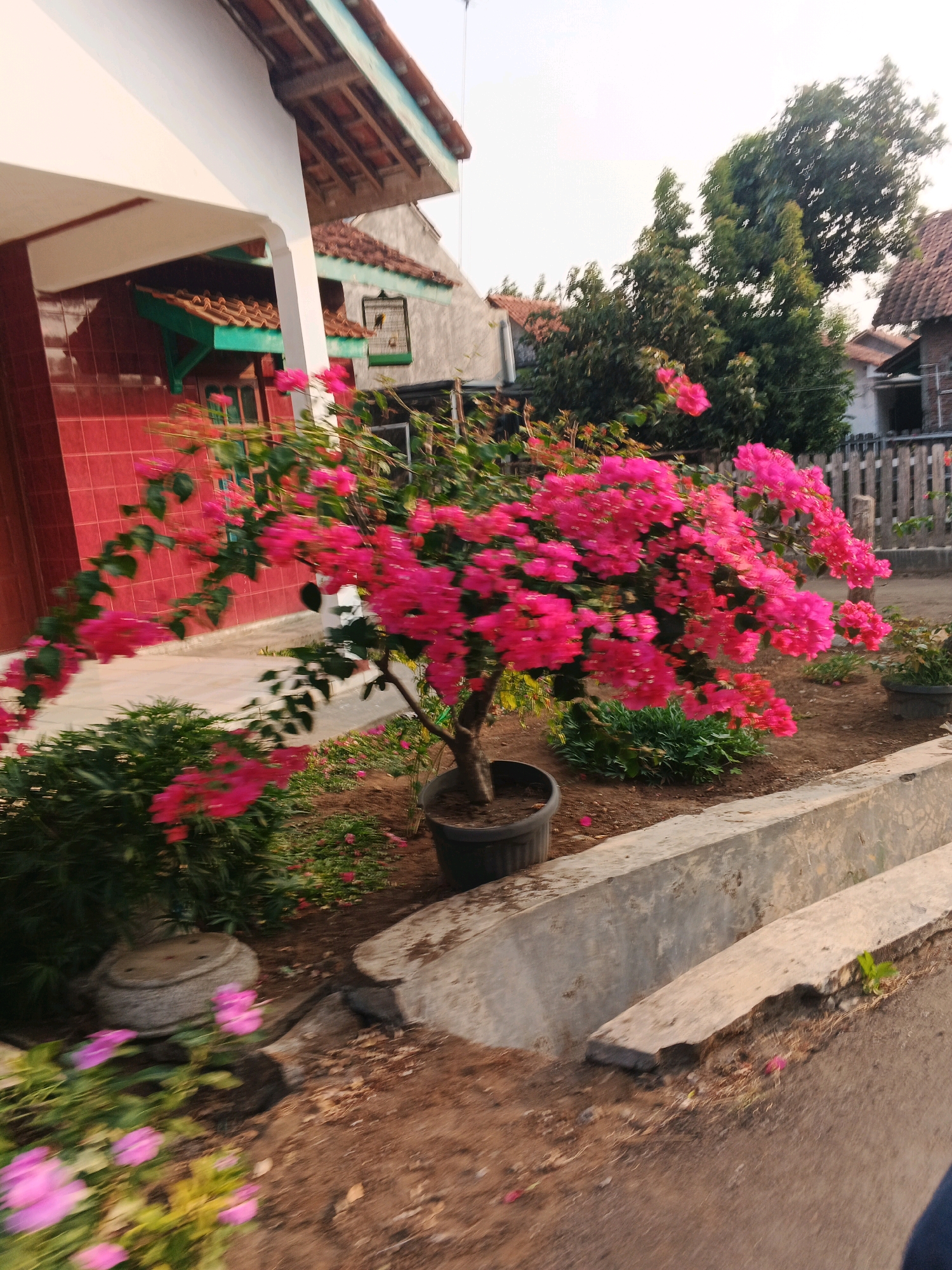 The image depicts a residential scene in Cilacap, Indonesia, featuring a vibrant pink bougainvillea plant in the foreground, overflowing from a black pot. The plant's bright flowers cascade over a low, concrete barrier that borders a dirt pathway. Behind the bougainvillea, a house with red tiled walls and a brown tiled roof is visible, with a green window frame and trim. A birdcage hangs on the wall of the house. Further in the background, a wooden fence separates the property from other houses and trees. The sky is bright and clear, indicating daylight. The ground is covered in a mix of dirt, leaves, and small scattered pink petals.