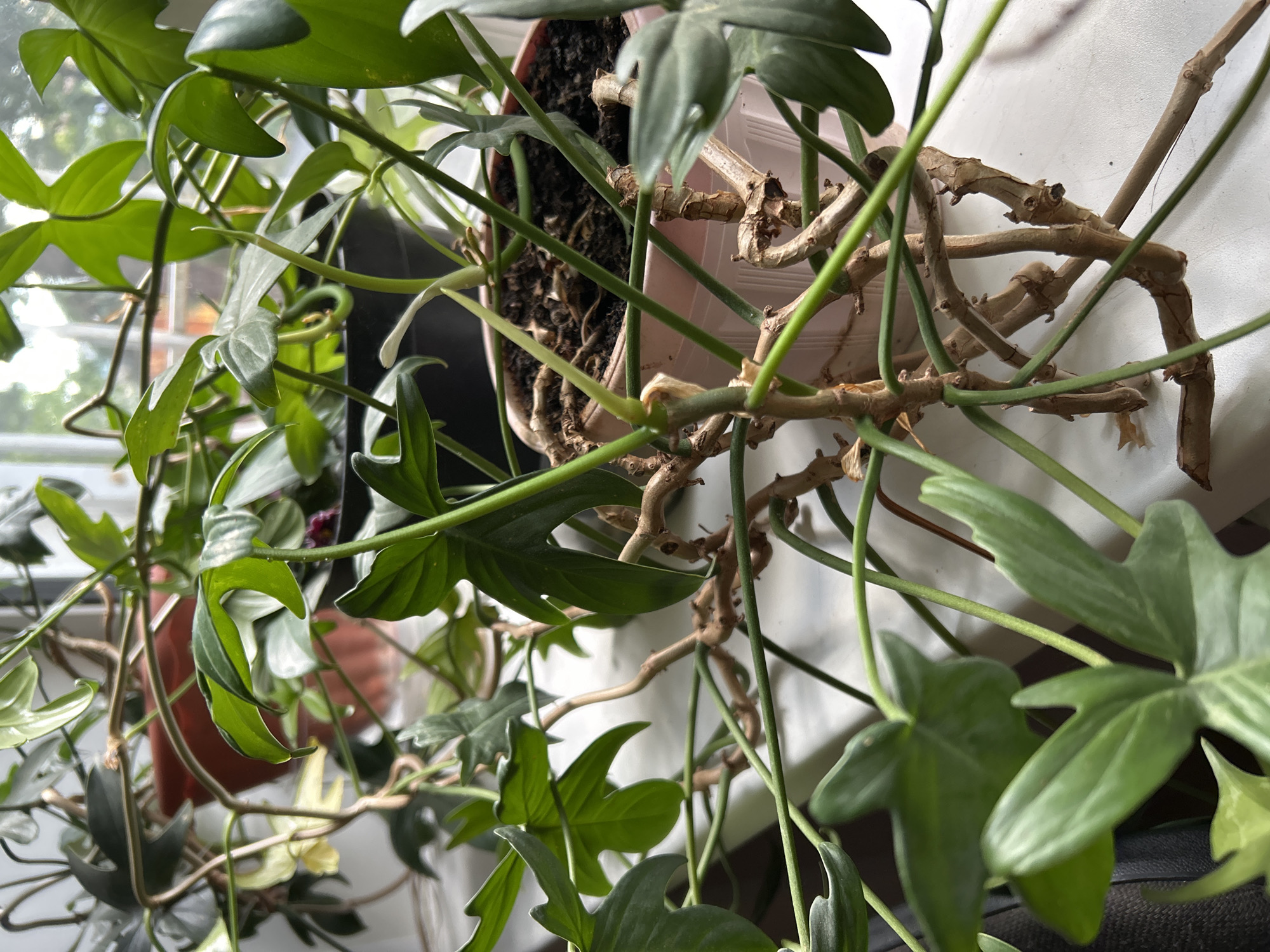 A close-up shot focuses on the stems and leaves of a houseplant, likely a Philodendron species, positioned indoors near a window. The plant has thick, woody stems that crisscross and support numerous green leaves. Some stems show aerial roots. The plant is potted in a light pink plastic container filled with dark soil. In the background, other houseplants in terra cotta and black pots are visible, along with a window showing a blurred outdoor scene. The location is identified as Zelenograd, Russia.