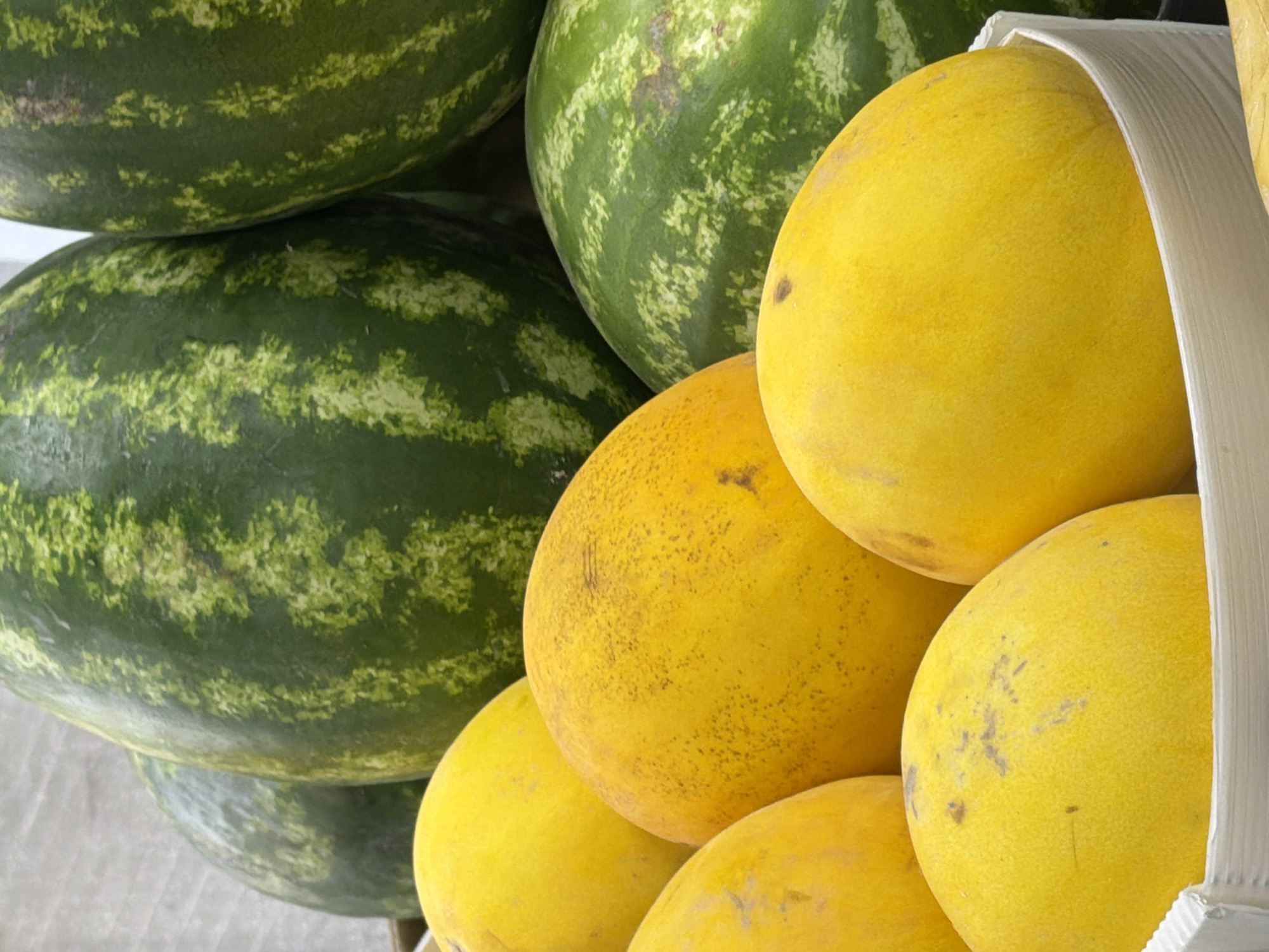 A close-up, eye-level shot showcases a vibrant display of various melons. Dominating the foreground are several bright yellow melons, some nestled within a white ribbed container. Their smooth, round surfaces are punctuated by small brown blemishes. Behind these, larger green watermelons with their characteristic dark green stripes are visible, some partially obscured. The background is indistinct, appearing as a textured, light-colored surface, suggesting an indoor market or display setting. The lighting is bright and even, highlighting the rich colors of the fruit.