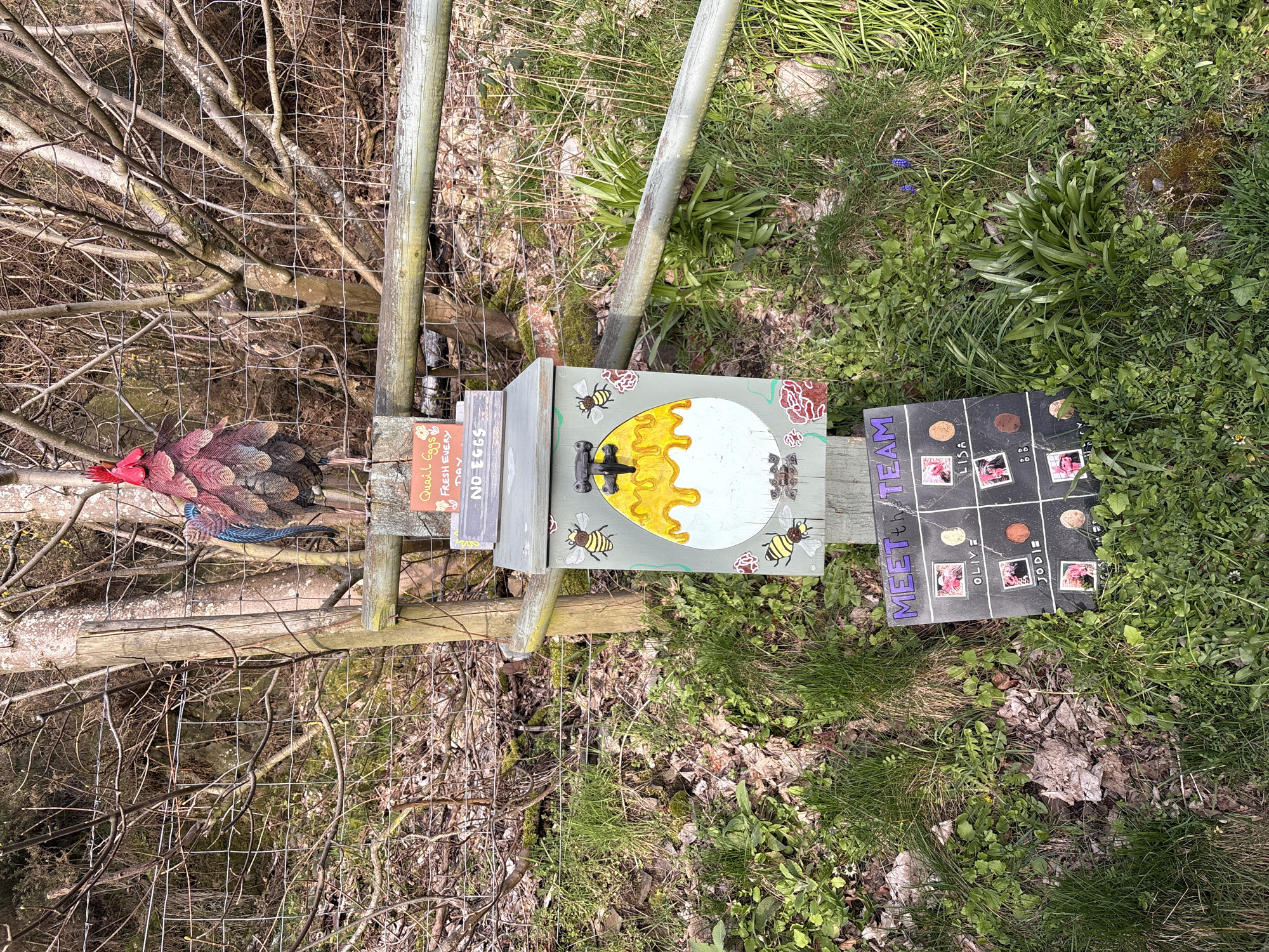 An outdoor scene in Stiperstones, United Kingdom, depicts a roadside or path-side setup for selling eggs. A multi-colored metallic rooster figure, predominantly red, brown, and blue, is perched atop a rough-hewn wooden fence post. Below the rooster, a light grey wooden egg vending box is affixed to the post. The box features painted decorations including a large white egg with yellow 'yolk' dripping, surrounded by painted bees and red floral motifs. On the hinged lid of the box, two signs are visible: a small orange sign reads "Quail Eggs FRESH EVERY DAY" with a flower graphic, and a smaller wooden sign directly above the lid states "NO EGGS."
Below the egg box, a black rectangular sign titled "MEET the TEAM!" in purple lettering is displayed. This sign is sectioned into a grid, featuring names such as "OLIVE," "JODIE," "LISA," and "B.B." alongside small images (possibly photos of chickens or eggs) and several brown, oval-shaped objects, possibly eggs or polished stones.
Behind the primary wooden fence, a wire mesh fence is visible, separating the foreground from a dense thicket of bare deciduous tree branches and small trees, indicating a cooler season or dormancy. The ground is covered with green grass, various weeds, and scattered brown leaves and organic debris. The scene is illuminated by natural daylight. No human figures are present.
