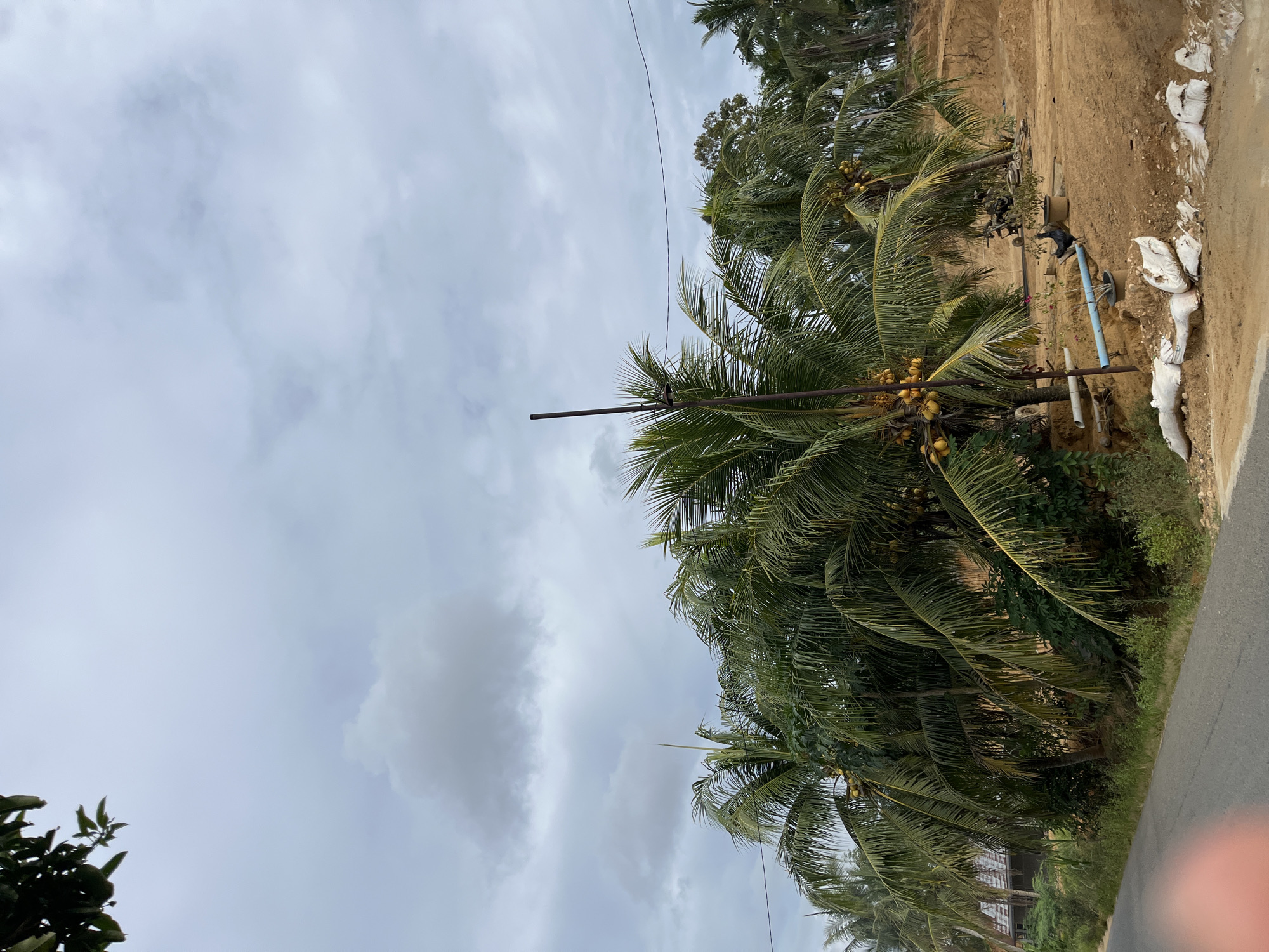 The image shows a side view of a rural roadside in Sukajadi, Indonesia. Coconut trees with ripe yellow coconuts line the left side of the frame, their fronds lush and green. A dusty, brown dirt bank is visible on the right, with some white bags of sand or cement piled up at its edge. A paved road runs along the far right of the image, disappearing into the distance. There are some structures visible in the background, including what appears to be a building with a corrugated roof peeking through the trees. The sky is overcast with grey clouds, suggesting it might be a cloudy day or late afternoon. The overall scene evokes a sense of a quiet, tropical environment.