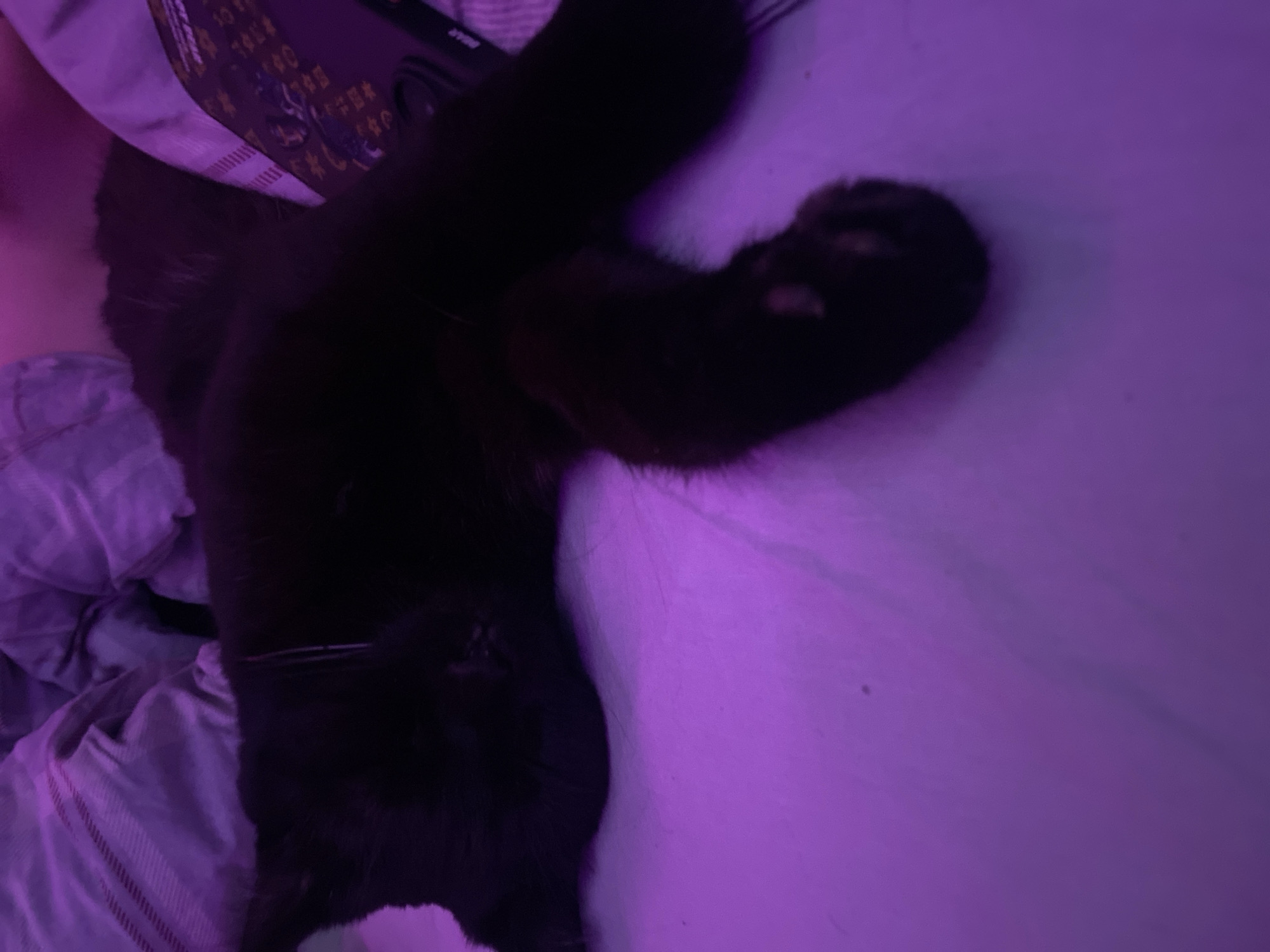 A black cat is lying on a bed. The cat's paw is raised, showing its paw pads. Part of a patterned bag is visible in the upper left corner. The bedding is rumpled. The lighting appears to be purplish. There is no information in the image that places it in Izhevsk, Russia.