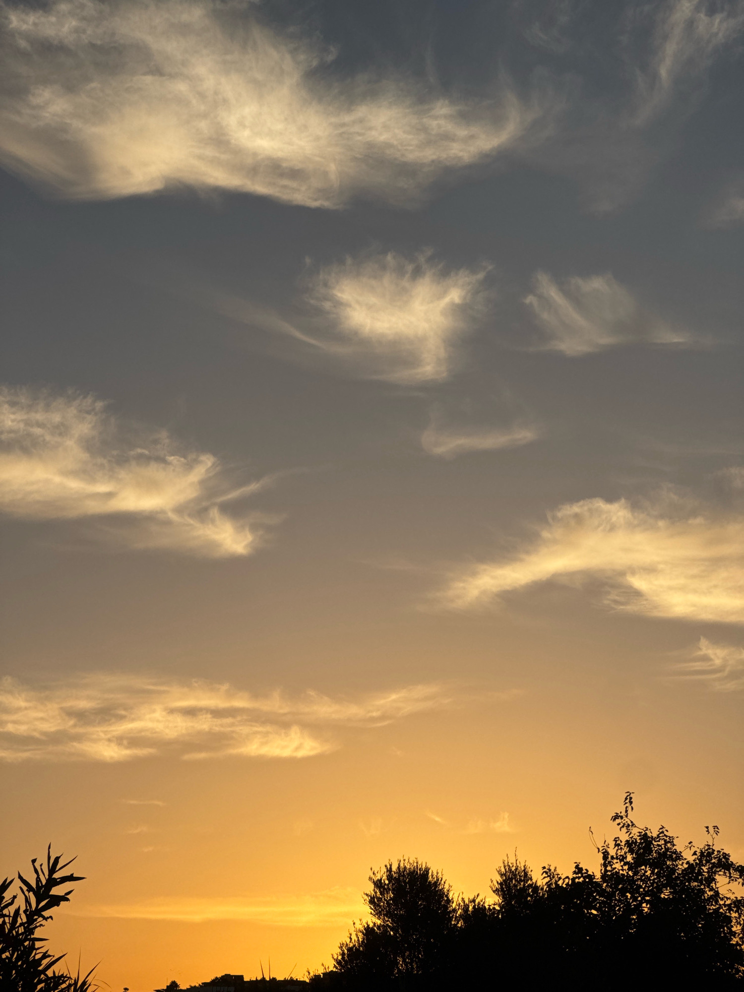The image captures a sunset over a landscape that includes silhouetted vegetation and some structures, with a gradient sky transitioning from deep orange at the horizon to a dusky blue at the top. Wispy, golden clouds are scattered across the sky, illuminated by the setting sun. In the foreground, the silhouettes of trees and foliage are visible. The background shows the dark outlines of buildings or structures on a hill. The overall impression is of a serene evening scene in Germasogeia Municipality, Cyprus. There are no people or animals visible in the image, and no discernible actions or interactions are taking place. The environment is characterized by the natural light of sunset and the stark contrast between the illuminated sky and the shadowed land.