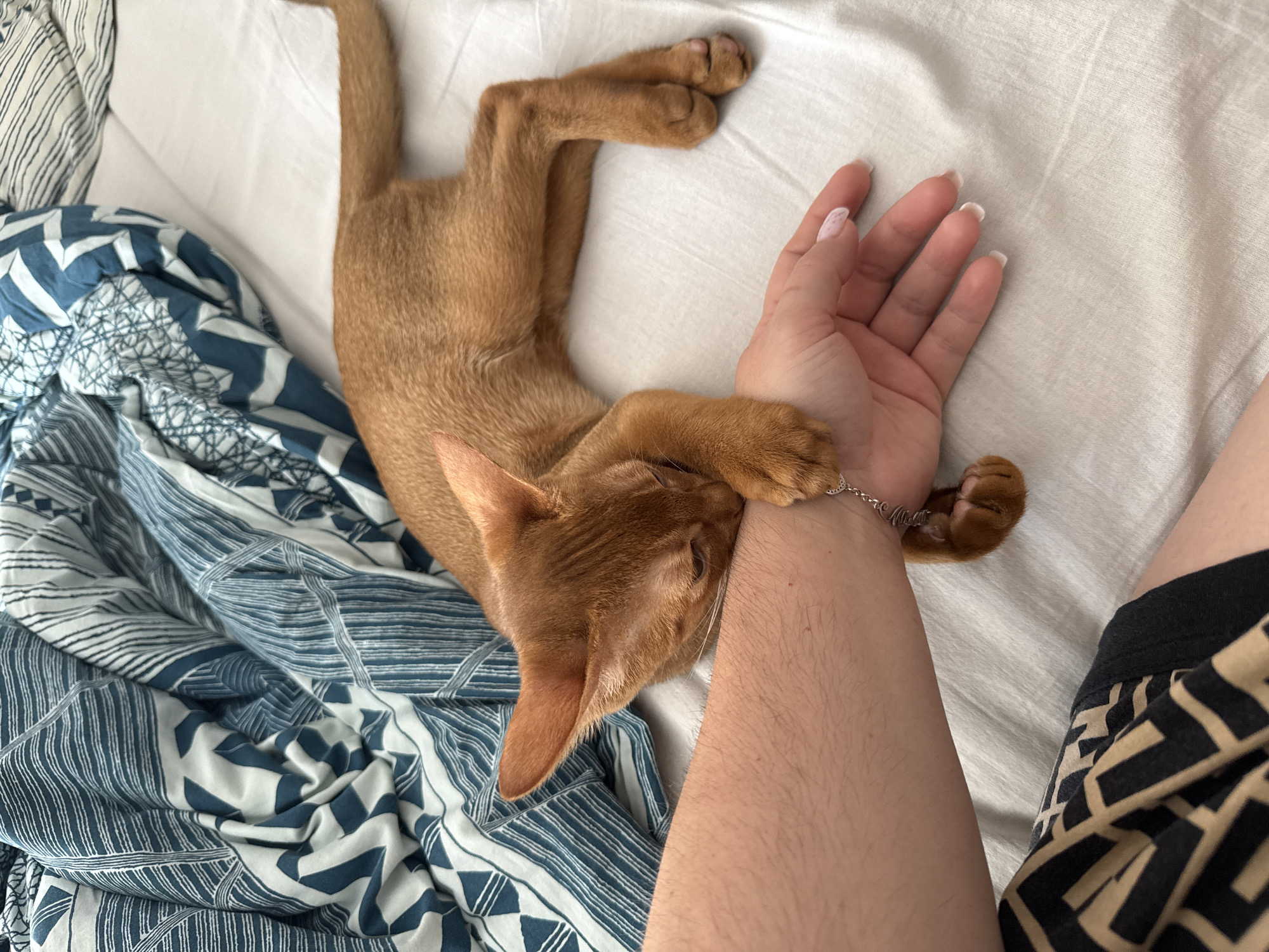 An orange cat is asleep on a bed, resting its head on a person's arm. The cat has its paws gently placed on the arm. The person's hand is also visible, with fingernails painted white. A blanket with a blue and white abstract pattern is spread on the bed behind the cat. The scene appears to be indoors, likely a bedroom. The image does not contain information that would indicate the location of Stary Oskol, Russia.