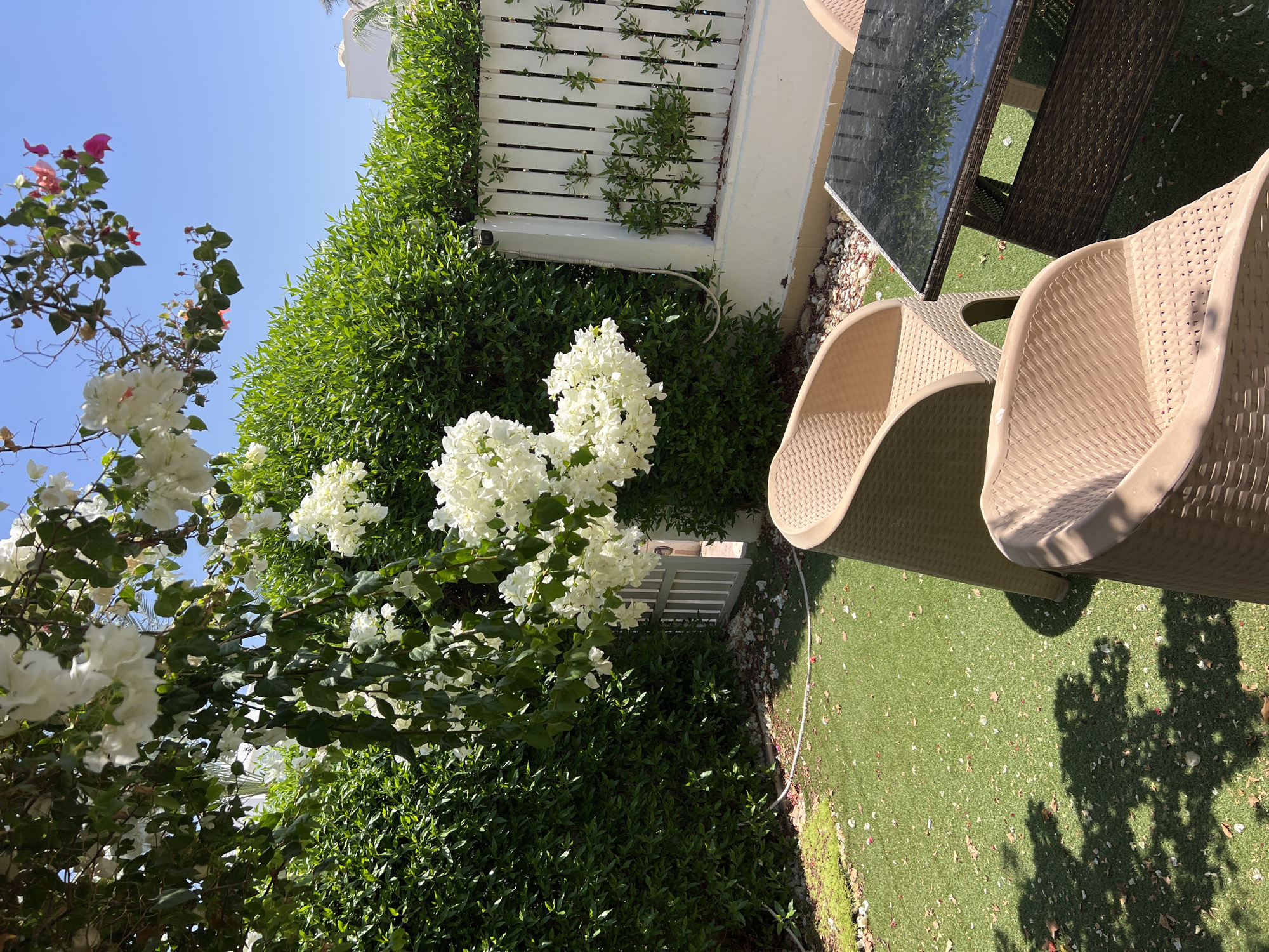 This is a photograph of a garden setting, likely in Sharm El Sheikh, Egypt. The scene depicts an outdoor seating area with two light brown, wicker-style chairs and a dark glass-topped table. The chairs are positioned on a green, artificial turf surface. Behind the seating area, a dense, green hedge forms a backdrop, and overhead, a bougainvillea plant with abundant white flowers and some pink blossoms drapes from a branch. A white wooden fence with climbing greenery is visible to the right. A small, light-colored gate can be seen through an opening in the hedge. The sky is clear and blue. The overall impression is of a well-maintained, sunlit outdoor space.