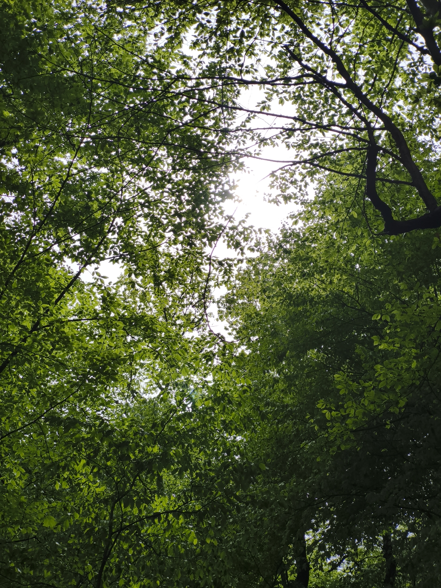 The image presents a view looking upwards into a dense canopy of green leaves, with glimpses of bright sky visible through the foliage. The leaves appear to be from deciduous trees, densely packed together, creating a dappled effect of light and shadow. The sunlight is filtering through the canopy, creating a bright spot. A few tree branches are visible, silhouetted against the bright sky. Given the prompt's information, the scene is located in Goryachiy Klyuch, Russia. There are no people, specific objects, or actions in the image besides the natural environment.