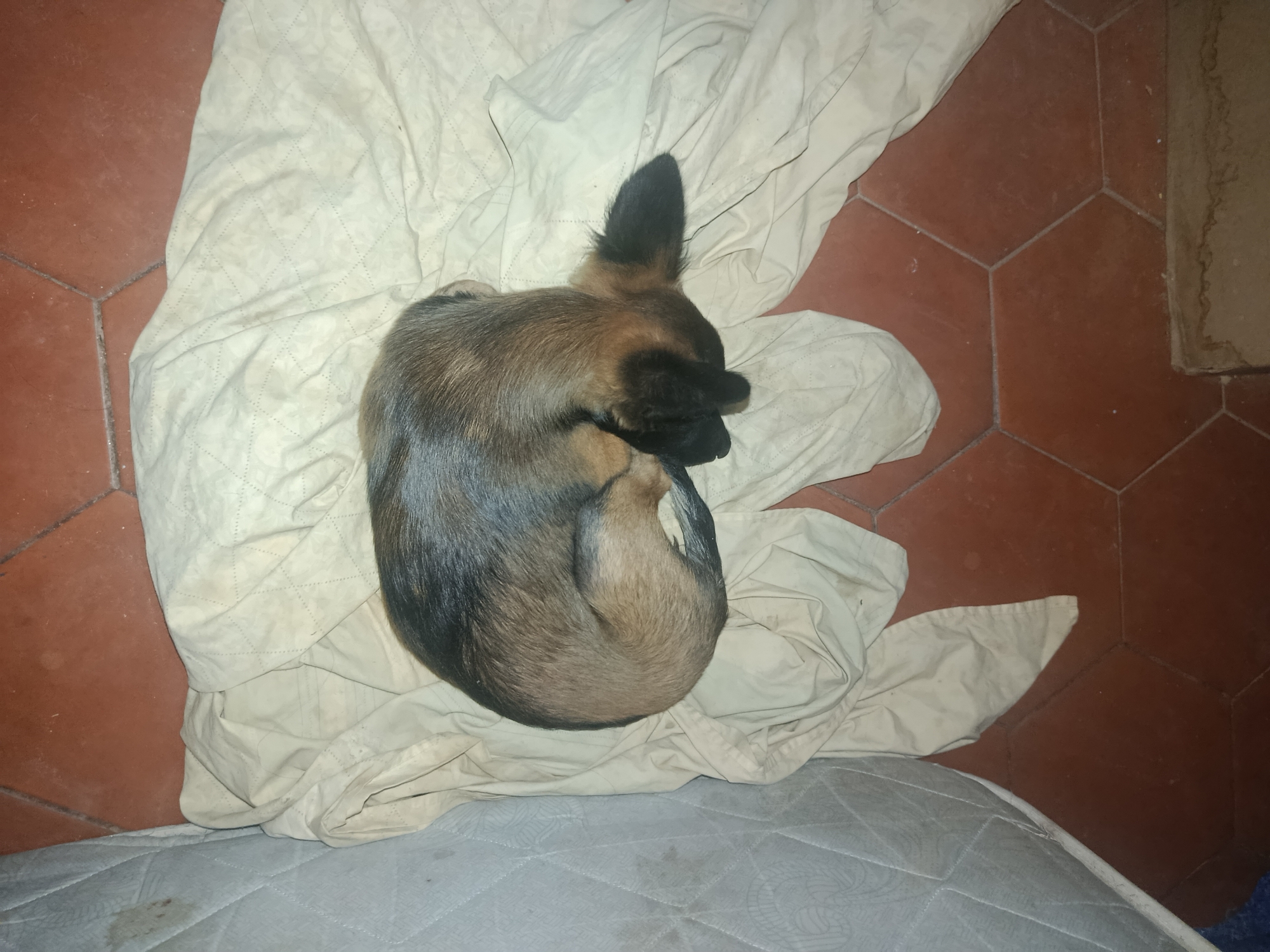 A small brown and black dog is curled up asleep on a light-colored, rumpled blanket. The blanket is resting on a gray-patterned mattress. The background is composed of red hexagonal floor tiles and a beige-colored wall. This image shows an indoor setting. The location is not discernible from the image content.