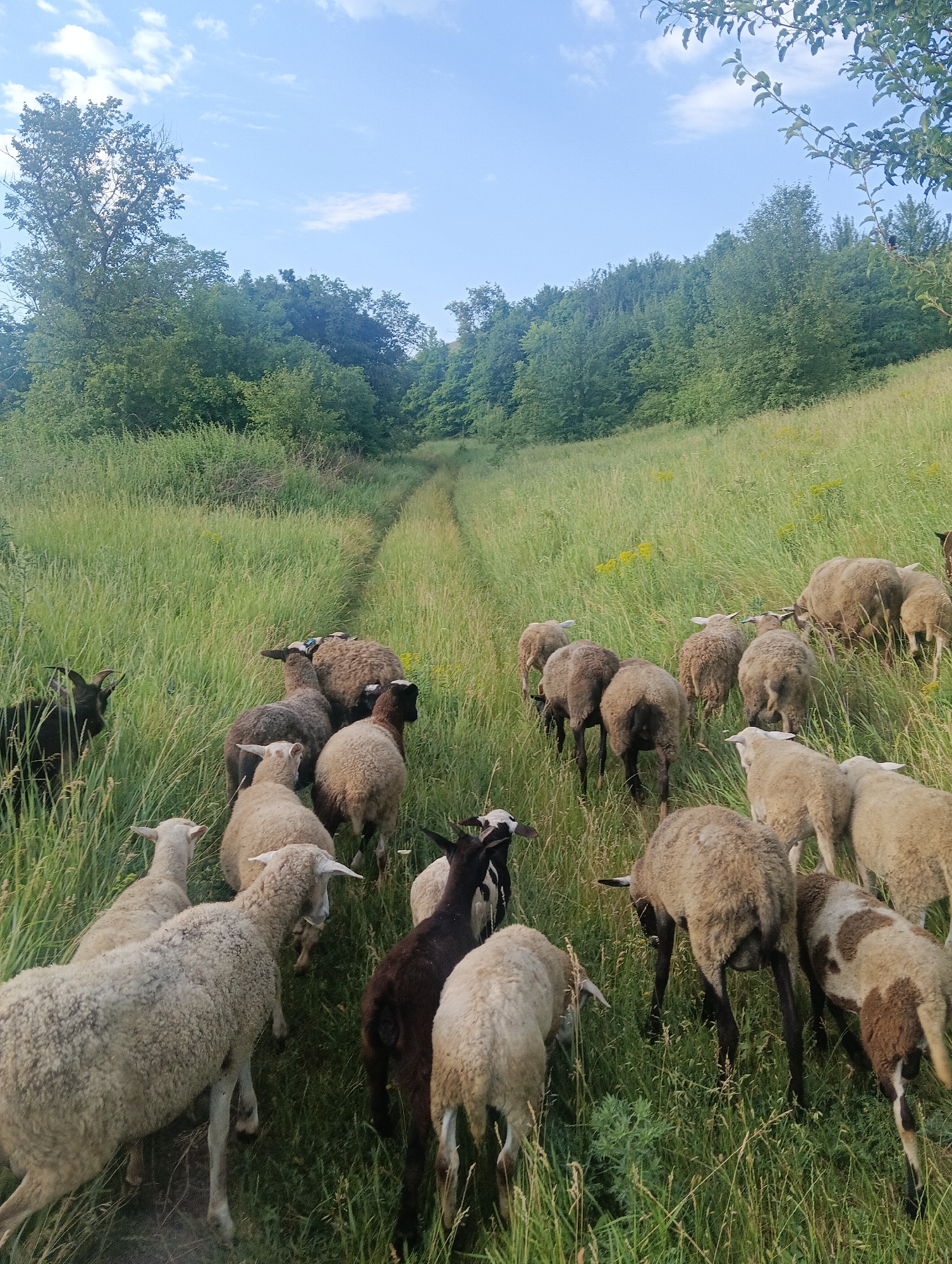 A herd of sheep and goats are walking along a grassy path in a rural landscape. The sheep are mostly white and brown, with some black markings. The goats are black. The path is surrounded by tall green grass and wildflowers. In the background, there are rolling hills covered in trees. The sky is blue with some white clouds. The time of day appears to be late afternoon, with the sun casting long shadows. The overall mood of the image is peaceful and serene. There is no visible text in the image.