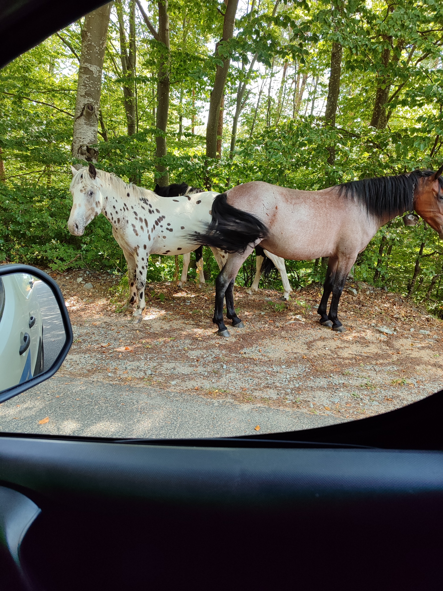 In Davidkovo, Bulgaria, two horses stand by the side of a dirt road, surrounded by lush green trees. One horse is white with dark spots and has a black tail, while the other is a reddish-brown with a black mane and tail. The horses appear to be standing next to each other. The scene is captured from inside a vehicle, as evidenced by the reflection in the side mirror and the car's interior visible in the foreground. The ground is covered with dirt, pebbles, and fallen leaves, suggesting an outdoor, natural setting.