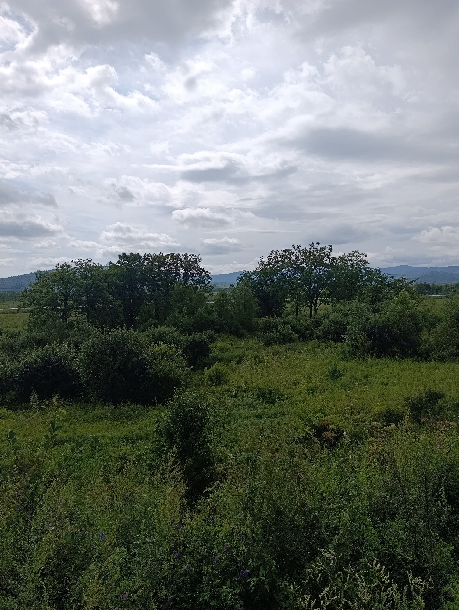 This is a landscape photograph of a rural area with a cloudy sky. The foreground is dominated by lush green vegetation, including tall grasses, bushes, and some scattered purple flowers. In the middle ground, a dense cluster of trees forms a prominent feature, with a few taller trees standing out. Beyond the trees, a flat, grassy field stretches towards the horizon, and in the distance, rolling hills and mountains are visible under the overcast sky. The overall impression is of a natural, undeveloped environment, likely a field or meadow with surrounding woodland and distant hills. The location provided, Лондоко-завод, Russia, suggests this is a scene from a rural settlement or industrial area in Russia known by that name.