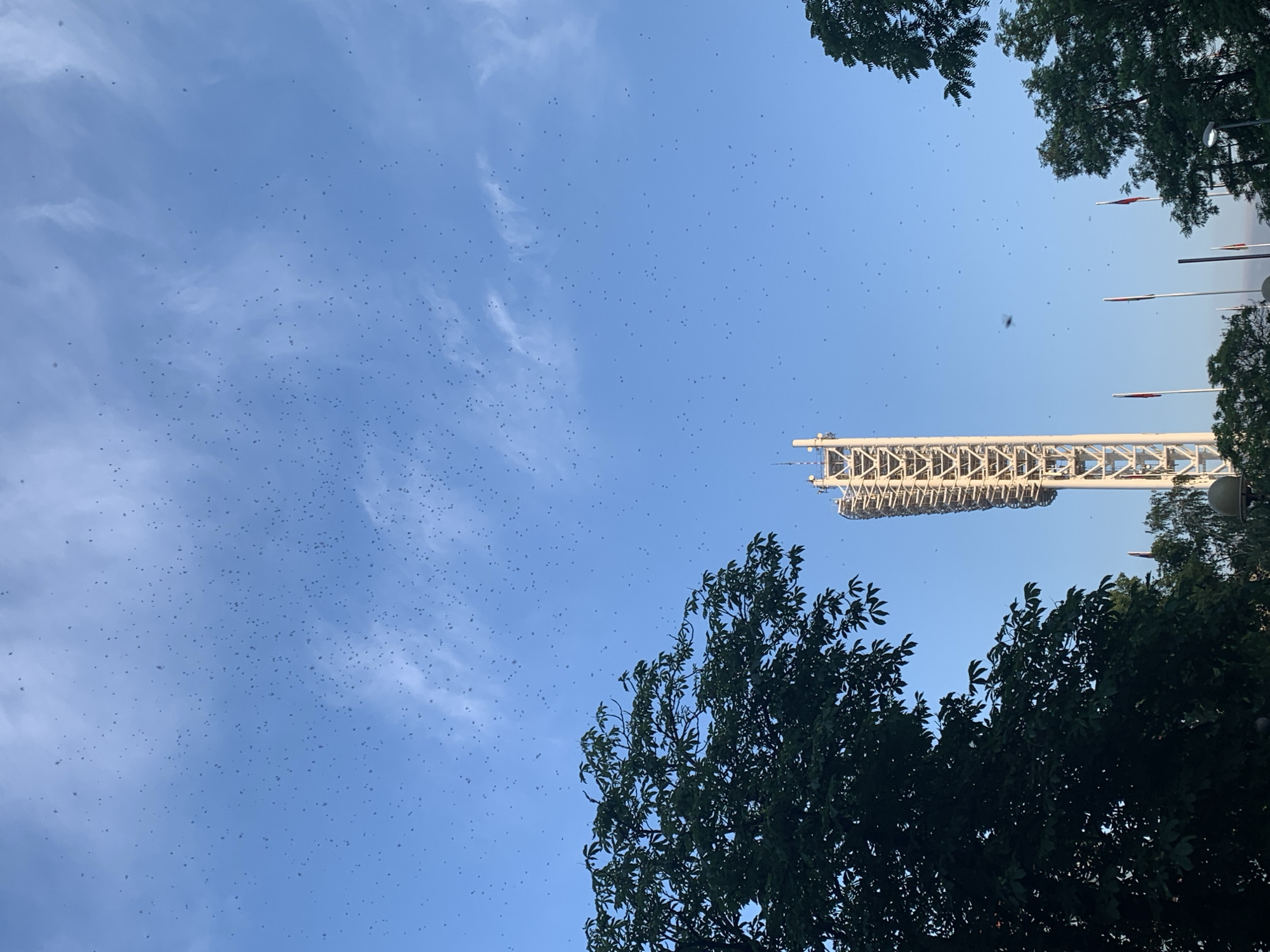 The image depicts a wide-angle view of a bright blue sky filled with countless small, dark specks, which appear to be insects. The specks are distributed throughout the upper portion of the frame. In the lower left, a large, dark green tree with dense foliage dominates the scene, partially obscuring the view. To the right of the tree and towards the center of the image, a tall, white, lattice-like structure, possibly a lighting tower or communication mast, stands prominently against the sky. Several flags on poles are visible below the tower and in the background, interspersed with more trees and a street lamp. The overall environment suggests an outdoor setting, likely a park or open area within a city, given the presence of the tower and flags. The light suggests it is daytime.