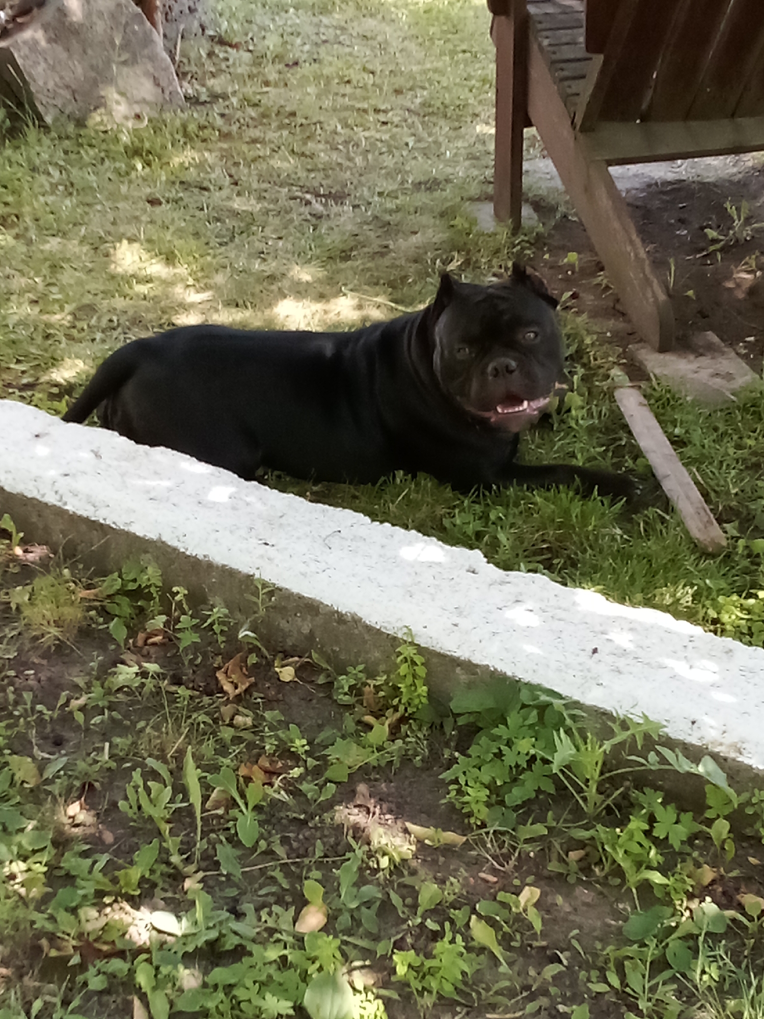 A black dog with a broad head and short snout is lying on green grass in a yard. The dog is looking forward with its mouth slightly open, panting. Behind the dog, to the right, is the base of a wooden chair, and further back, a portion of a larger wooden structure. In front of the dog, there is a low, white concrete border, and beyond that, more grass and dirt with scattered weeds. The scene appears to be outdoors in a residential area.