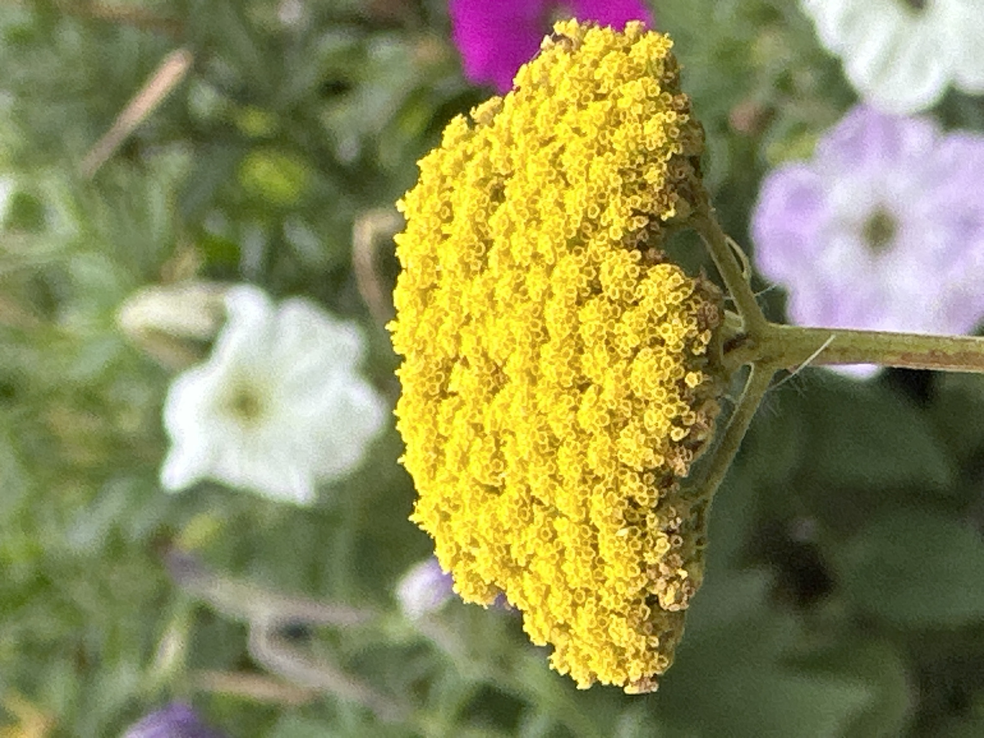 A close-up, eye-level shot focuses on a bright yellow flower with a dense cluster of small blossoms. The flower is positioned in the foreground, with its stem visible below. The background is blurred, showing a garden setting with other flowers in various colors, including white, purple, and magenta. The overall scene suggests a sunny day in a garden. This image does not provide any information about the city of Lobacheve, Ukraine, as the location is not depicted or mentioned in the visual content.