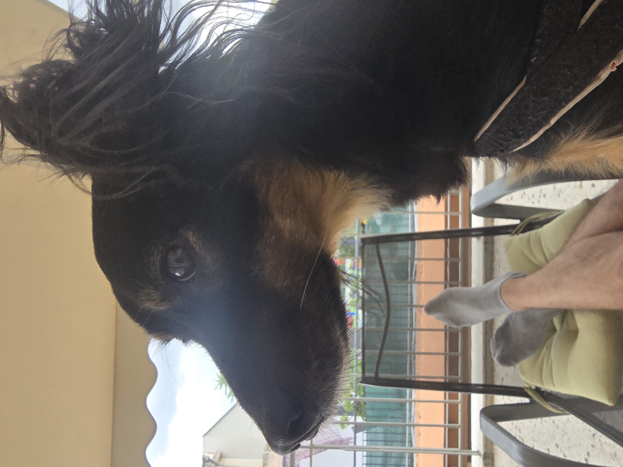 This media file presents a rotated, close-up view of a long-haired dog on what appears to be a balcony in Agii Anargiri, Greece, under bright daylight. The dog, with its dark, flowing fur and tan markings around its muzzle and chest, is positioned prominently on the left side of the frame. Its right eye is clearly visible, looking towards the viewer with an alert expression. On the right side of the image, a person's bare leg, wearing a grey sock, rests on a light green cushion placed on a dark-framed chair. This suggests a relaxed posture in an outdoor setting. Behind the person and chair, a metal balcony railing is visible, offering a glimpse of residential buildings with orange and white facades, and some distant greenery under a bright sky. A beige awning provides shade, partially seen in the upper left corner. The natural light emphasizes the texture of the dog's fur and the details of the outdoor environment. There is no visible text in the image. The scene captures a peaceful moment between a pet and its owner in a sunny, elevated outdoor space.