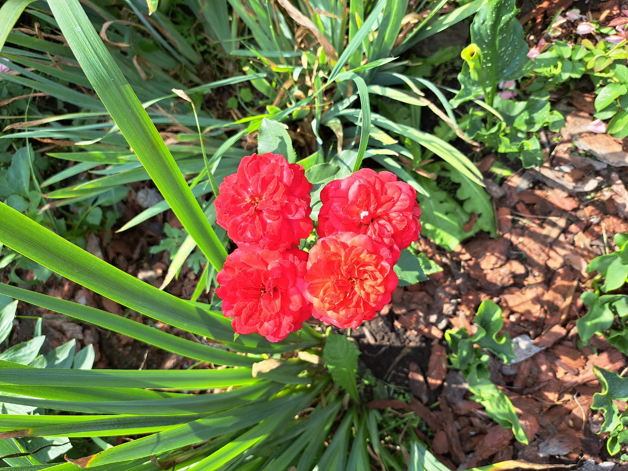 A high-angle, close-up shot captures a cluster of four vibrant red roses blooming amidst lush green foliage. The roses, tightly packed and multi-petaled, exhibit a rich, saturated red hue, with some subtle variations in tone indicating the texture of their petals. Surrounding the flowers, long, slender green leaves, likely from an iris or similar plant, dominate the background. These leaves are a bright, almost neon green, catching the sunlight and casting dappled shadows. The ground beneath is covered with a layer of dark brown mulch, interspersed with smaller green plants and some fallen debris. The scene is set in a garden environment, suggesting a natural or cultivated outdoor space. While the image provides a detailed view of the flora, there are no people or animals present. The lighting indicates it is daytime, with the sun creating highlights on the leaves and flowers. Without further information to establish the specific location within Chernetsk, Russia, it is impossible to provide a more precise geographical context.