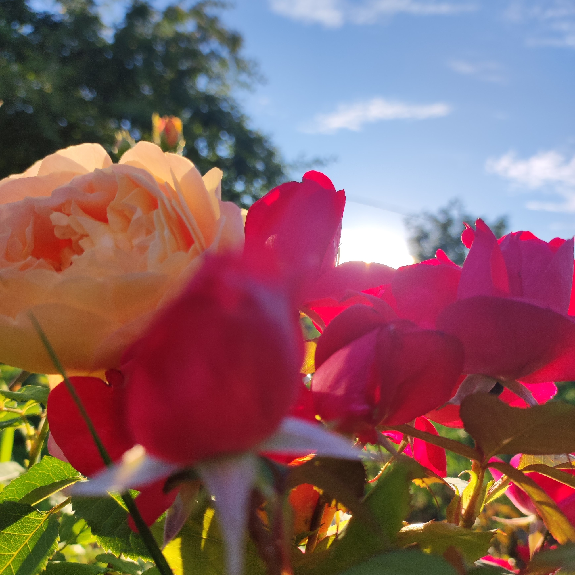 This media file captures a close-up, low-angle view of vibrant rose bushes bathed in the warm glow of the setting sun. The primary subjects are several rose blooms, a prominent peachy-pink rose on the left and several bright pink and red roses in the foreground and mid-ground. The focus is on the intricate details of the petals, with some in sharp focus and others softly blurred due to the shallow depth of field.
The scene is set outdoors, likely in a garden given the presence of roses and lush green foliage. In the background, out-of-focus green trees are visible against a bright blue sky dotted with white clouds. The sun is low in the sky, casting a warm, golden light that creates lens flare and highlights the edges of the petals, indicating it is either sunrise or sunset. The overall mood is serene and natural, evoking the beauty of a summer evening in Navoloki, Russia. There is no visible text in the image.