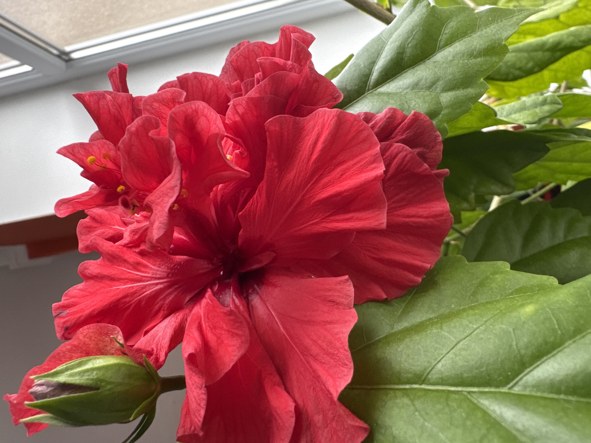 A bright red double hibiscus flower, with multiple ruffled petals and yellow stamen, is the dominant subject of this close-up, vertical shot. The flower is in bloom and appears healthy, with a green hibiscus bud to its left. The lower portion of the image shows several large, green hibiscus leaves. The scene is lit by natural light coming from a window to the right, where faint reflections of what might be buildings or trees can be seen. The background is slightly out of focus, with hints of a wall or ceiling visible. This image does not provide any information about the city of Kaliningrad, Russia, nor does it contain any people or specific actions or interactions.