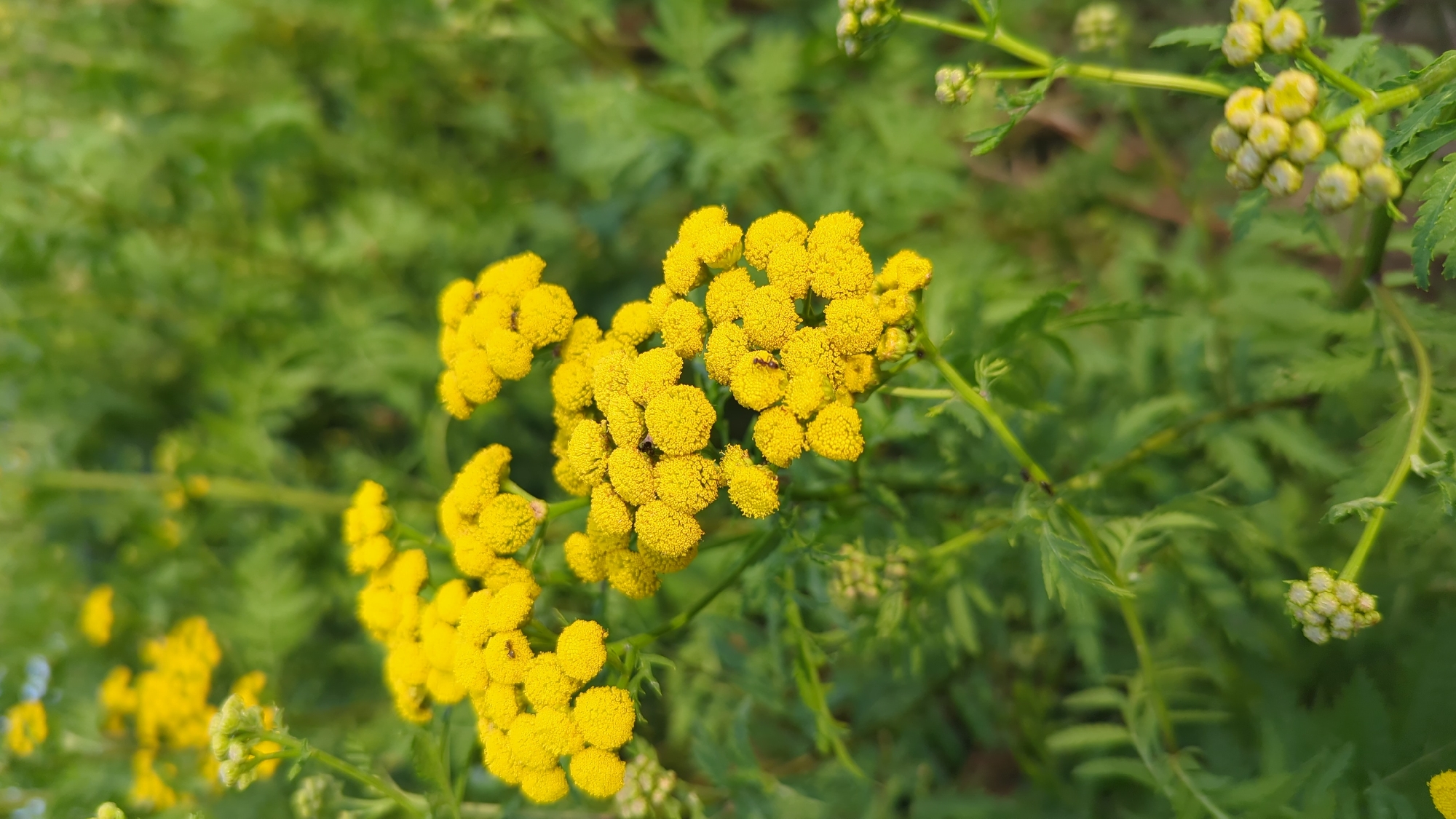 This is a close-up, eye-level shot of yellow Tansy flowers in a natural, outdoor setting. The focus is on the clustered, button-like flower heads, which are a vibrant yellow. Some of the flowers have small insects on them. The background is a soft blur of green foliage, indicating a garden or natural growth. The lighting suggests it is daytime, possibly late afternoon, with the sunlight illuminating the flowers from the side. There is no indication of any urban environment, specific Montreal landmarks, or human activity.