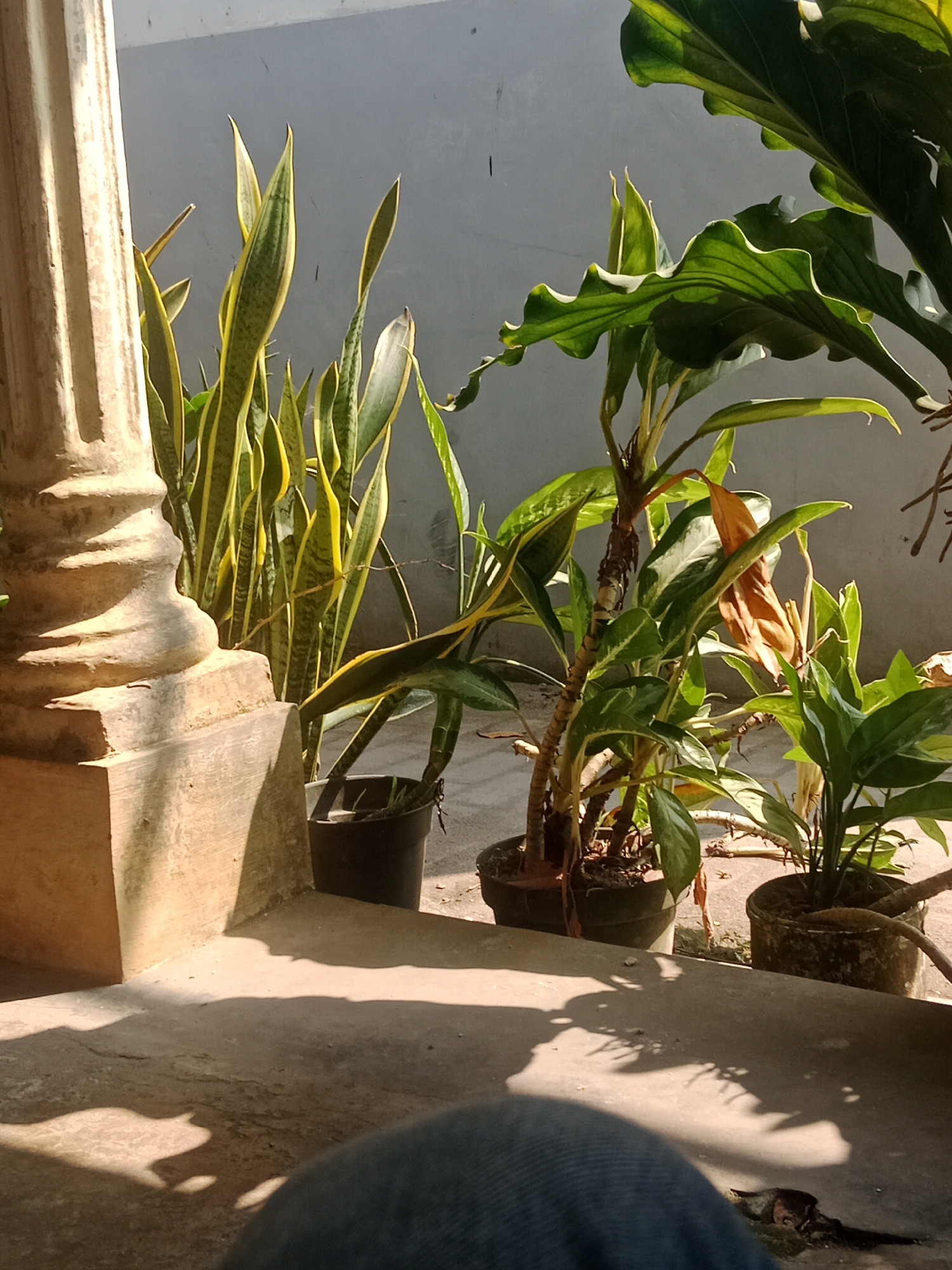 In Srikaton, Indonesia, a sun-drenched concrete patio is partially obscured by the shadow of a seated person wearing blue jeans. To the left, a weathered, light-colored architectural column with fluted detailing stands prominently. Behind the column, several potted plants are arranged. To the left, a snake plant with tall, striped green and yellow leaves grows from a black pot. To the right of the snake plant, a cluster of plants with broader, variegated green and white leaves, some with a single dried brown leaf, is housed in a dark pot. Further to the right, another potted plant with lush green leaves is visible. The backdrop is a plain, light gray wall. The scene is illuminated by strong sunlight, casting distinct shadows across the concrete floor and wall, highlighting the textures of the plants and column.