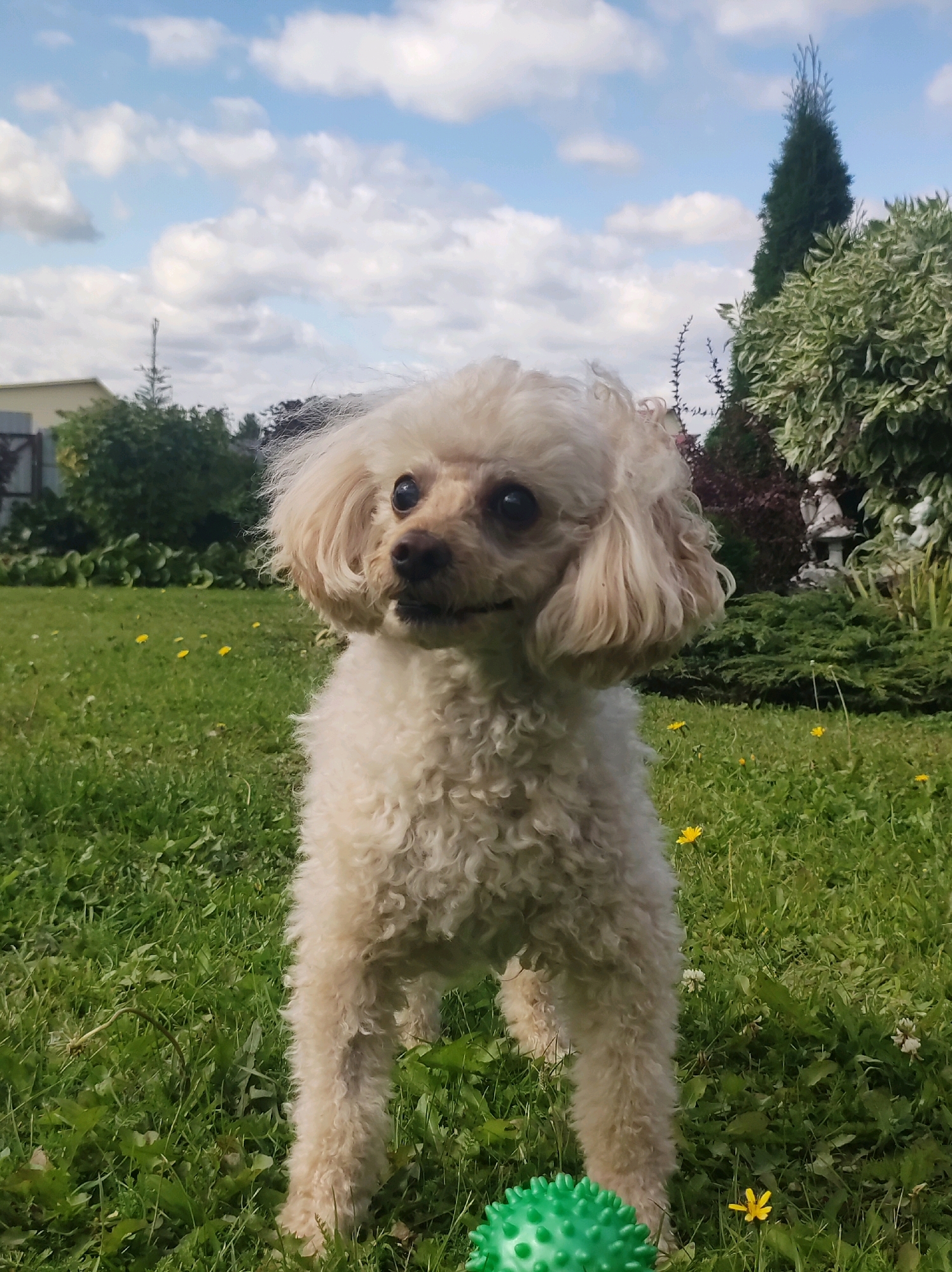 A light-colored poodle stands in a grassy yard with a green spiked ball in front of it. The poodle is facing forward, with its head tilted slightly to the right. The yard is filled with green grass and scattered yellow dandelions. In the background, there are trees, bushes, and a fence. The sky is blue with scattered white clouds. The image was taken on a sunny day. There is no information available about the specific location in the city of Fokino, Russia.
