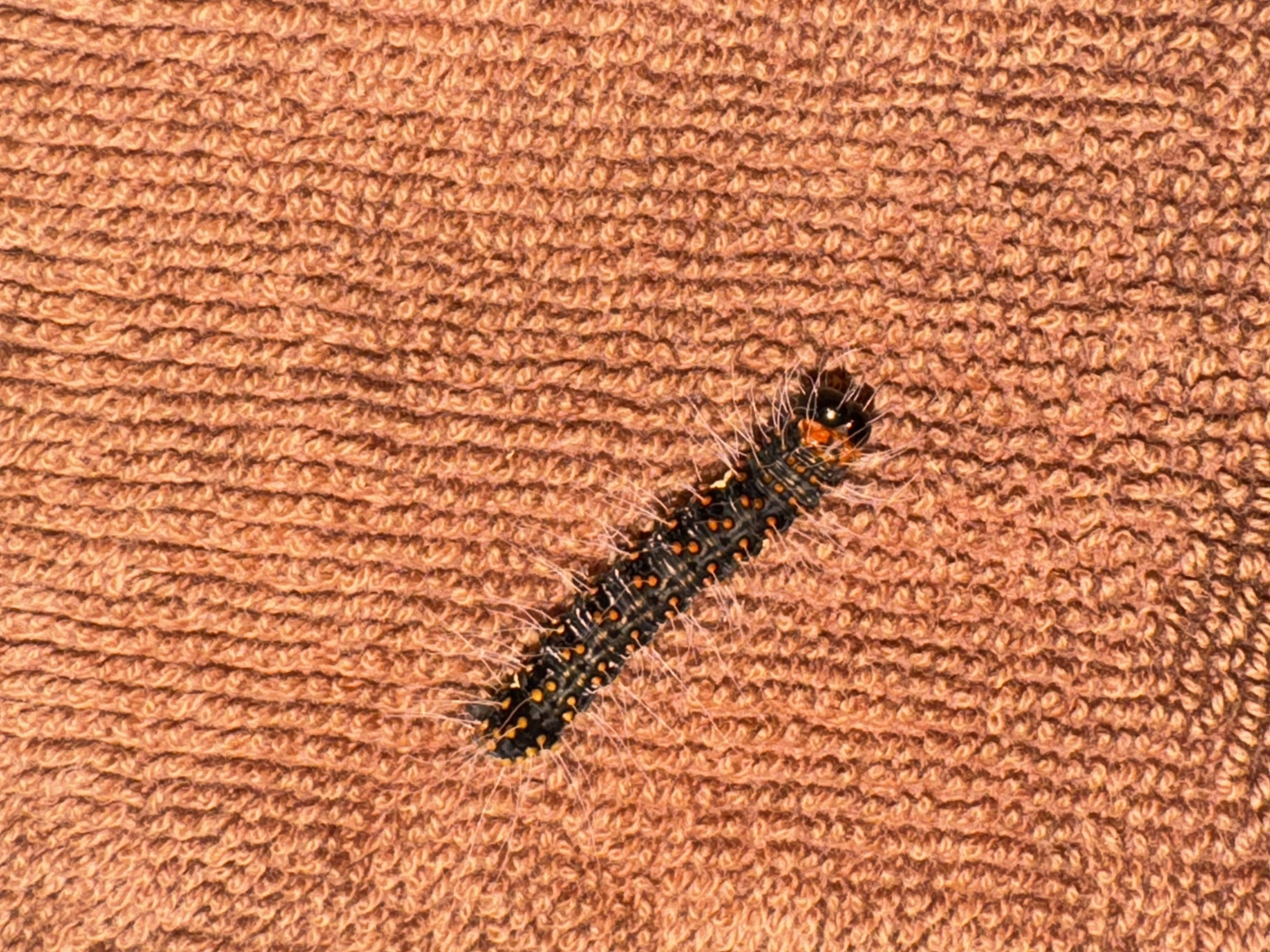 A solitary caterpillar, approximately 5-7 centimeters in length, rests diagonally across a textured, orange-brown fabric, likely a terry cloth towel, under bright illumination in Mũi Né, Vietnam. The caterpillar features a segmented body, predominantly black, accented with bright orange or yellow spots arranged in rows along its dorsal and lateral surfaces. Numerous translucent white bristles or hairs project outwards from the caterpillar's body. The fabric background exhibits a consistent looped pile texture, forming distinct vertical and irregular ribbed patterns, with variations in light and shadow highlighting its depth. No individuals, other subjects, or specific actions are depicted within the frame beyond the caterpillar in repose on the fabric.