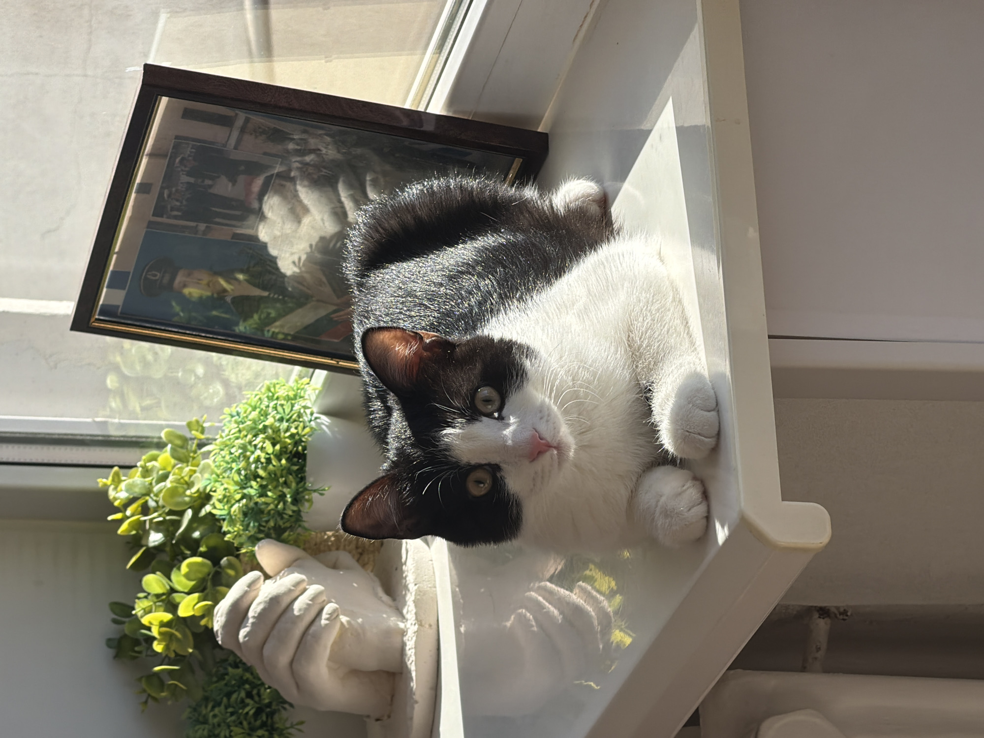 A black and white kitten lies on a white windowsill in a sunlit room in Chaikovsky, Russia. Next to the kitten is a framed photo, a decorative plant held by plaster hands.