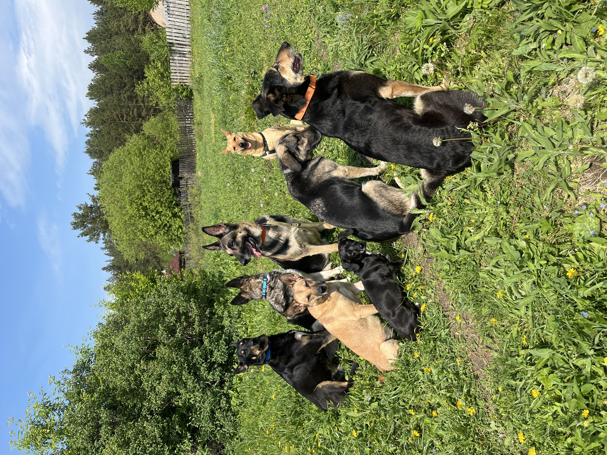 The image depicts seven dogs sitting in a grassy field. The dogs are a mix of German Shepherds and other breeds, some wearing collars. The background includes trees, a wooden fence, and a blue sky. The location is likely a rural area, but there is no indication it is in the city of Nizhny Tagil, Russia.