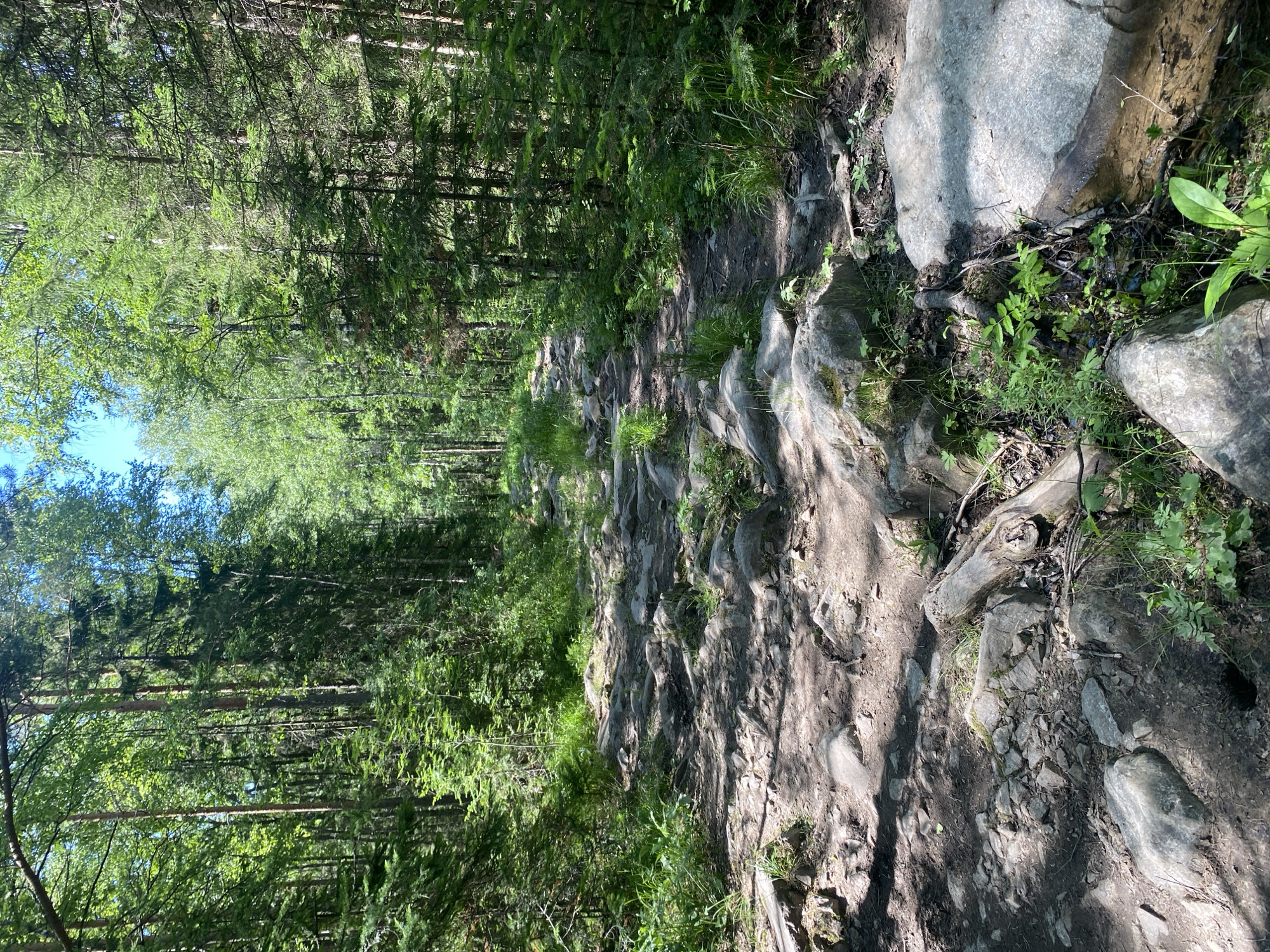 The image depicts a rocky, unpaved hiking trail winding through a dense, sun-dappled forest. Tall green trees with dense foliage line both sides of the path, with sunlight filtering through the canopy, creating a mosaic of light and shadow on the ground. The trail itself is uneven, covered with numerous stones, roots, and patches of earth. Small green plants and grass grow sporadically among the rocks and along the edges of the path. In the foreground, larger rocks and a fallen log are visible. The scene appears to be in a natural, undeveloped area, consistent with a forest trail. The location is identified as being in the city of Zlatoust, Russia. There are no people or animals visible in the image.