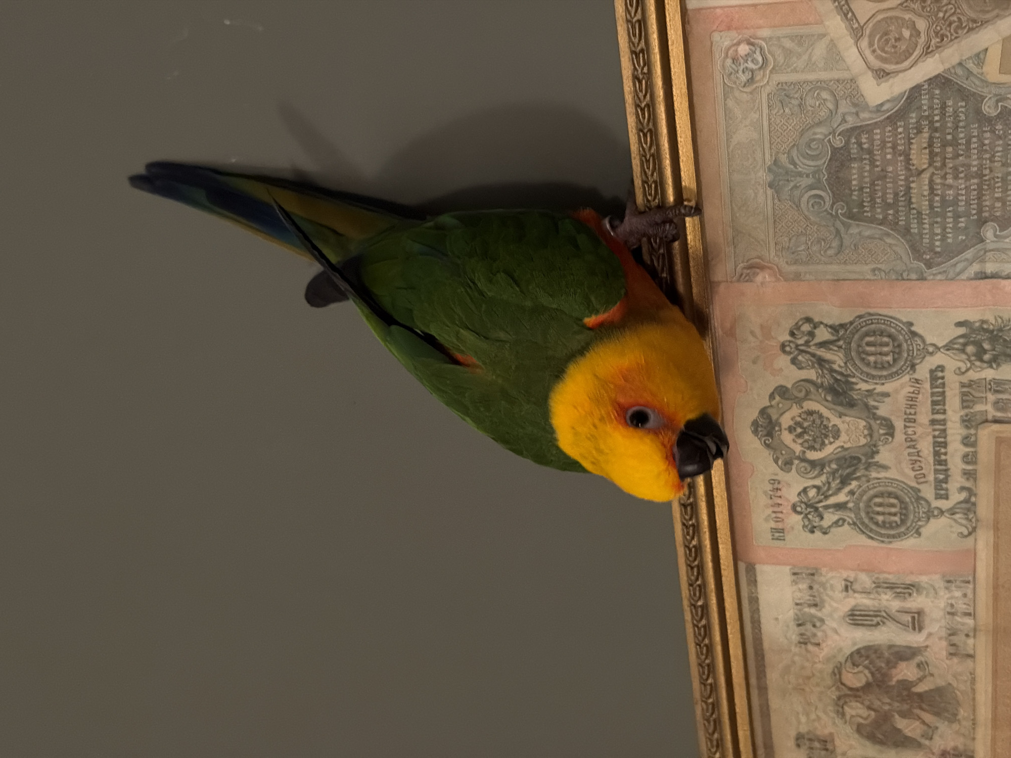 A sun conure parrot with bright yellow and orange plumage on its head and green wings is perched on the edge of a golden picture frame. The frame displays several old, faded banknotes with Cyrillic script and decorative emblems. The background is a plain, muted gray wall. The parrot is angled downwards, with its beak slightly open and its eye visible. Its feet are gripping the frame. The scene appears to be indoors, likely in a domestic setting. There is no specific information available about the location in the city of Khimki, Russia.