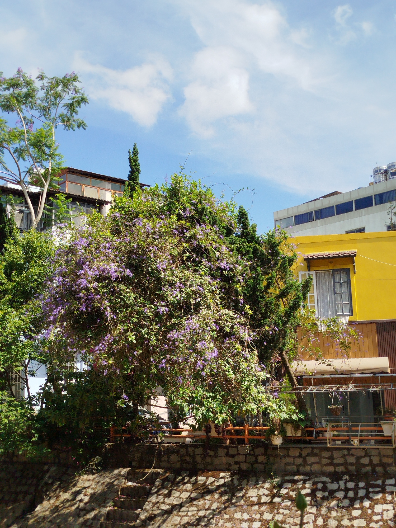 The image depicts a street view in Da Lat, Vietnam, showcasing a lush, overgrown landscape juxtaposed against the city's architecture. A large tree laden with purple flowers dominates the central composition, obscuring parts of the buildings behind it. A yellow building with a single open window and a striped awning is visible on the right. To the left, another building is partially seen, featuring a rooftop structure. A brick wall runs along the bottom of the frame, with steps leading upwards towards the greenery. The sky is partly cloudy, and the overall daylight is bright, creating strong shadows.
