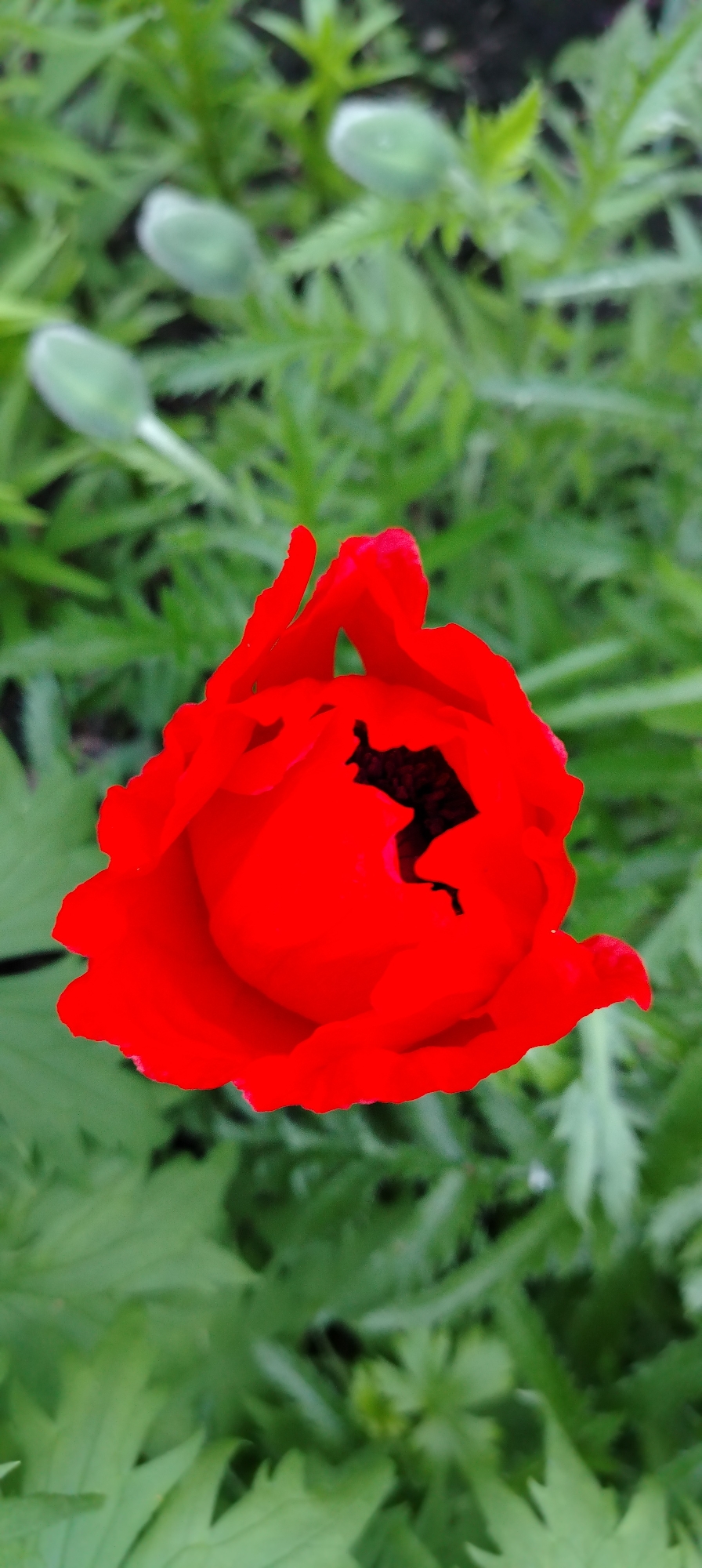A vibrant red poppy flower, partially open, dominates the foreground of the image. Its rich, scarlet petals unfurl to reveal a dark, almost black, central stigma and stamens. The flower is positioned slightly off-center towards the right, with its irregular petals creating a dynamic shape.
In the blurred background, lush green foliage provides a soft contrast to the bright red bloom. Several elongated, light green poppy buds, still tightly closed and appearing slightly fuzzy, are visible in the upper left portion of the image, suggesting more blooms are on their way. The leaves in the background are varied, some appearing serrated and characteristic of poppy plants.
The lighting indicates daytime, illuminating the natural colors of the flower and greenery. The shallow depth of field keeps the poppy in sharp focus while blurring the background, emphasizing the main subject. The scene captures a moment of natural beauty in a garden or field, conveying a sense of growth and blooming in Chaikovsky, Russia. There are no people, animals, or visible text present.