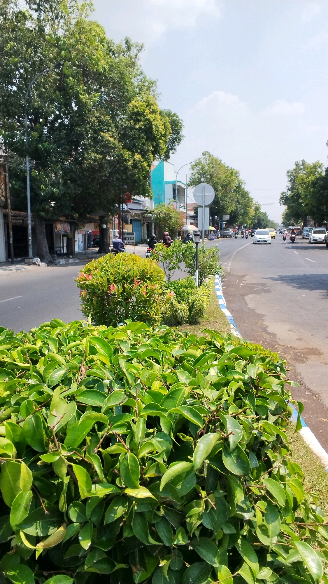 This is a photograph of a street scene in Banjaragung, Indonesia, captured during the daytime. In the foreground, lush green bushes with dense foliage and visible branches dominate the lower portion of the frame. To the right of these bushes, a manicured garden bed features a round, red-tipped shrub and other greenery, bordered by a sidewalk with blue and white stripes. Beyond the garden, a two-lane asphalt road stretches into the distance, lined with trees and buildings on the left. Several vehicles, including cars and motorcycles, are visible on the road. Some buildings appear to be shops or commercial establishments. The sky is partly cloudy, with bright sunlight illuminating the scene. The overall impression is of a well-maintained urban environment with significant greenery.
