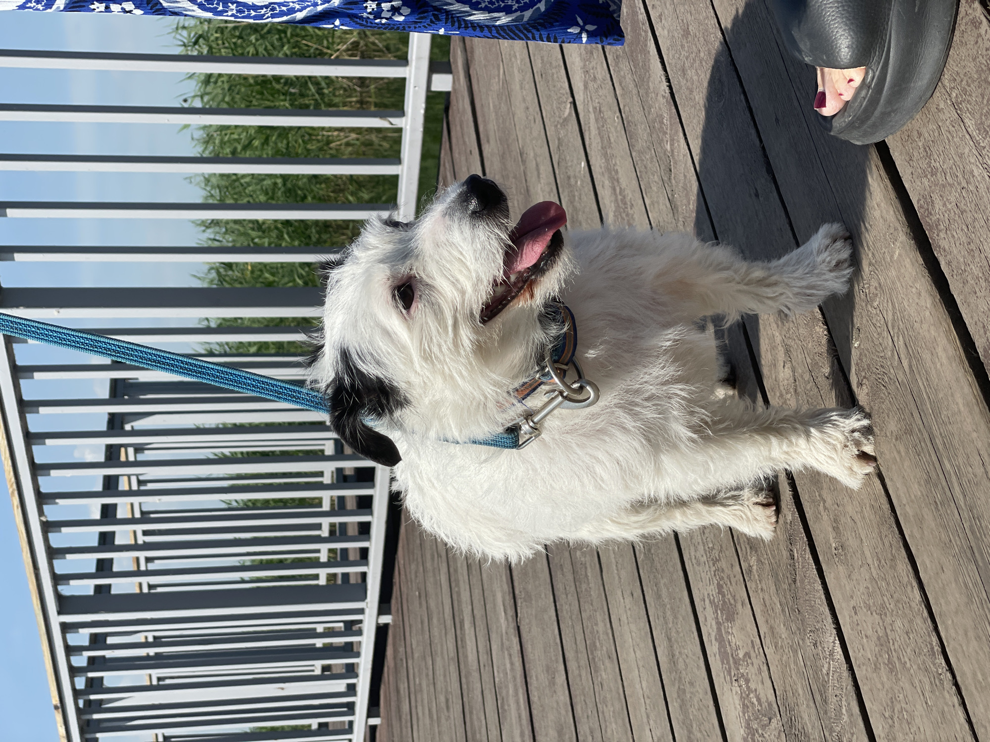 A medium-sized, white, scruffy terrier mix dog stands on a wooden boardwalk. The dog is wearing a blue collar with metal attachments and a blue leash. Its tongue is hanging out, and its mouth is open. Behind the dog, a grey metal railing runs horizontally. Beyond the railing, tall green reeds are visible against a blue sky with white clouds. To the right of the dog, a person's foot, wearing a black sandal with dark red nail polish, is visible. A portion of a blue and white patterned fabric is also visible on the right edge of the image. The scene appears to be outdoors, possibly on a pier or walkway near a body of water.