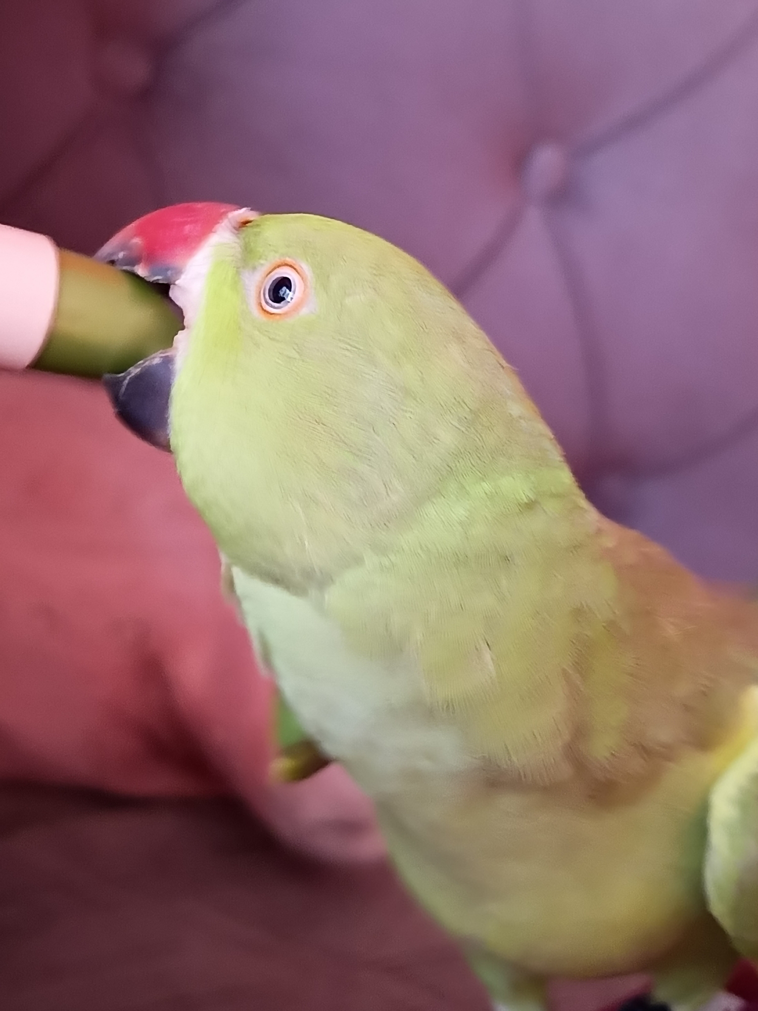 A close-up, low-angle shot shows a green parrot with a red beak taking a bite out of a green object. The parrot's eye, which is dark with a white pupil, is clearly visible. The background is blurred, with a pink, tufted surface on the top and a darker pink surface below. The lighting suggests it's daytime, indoors, possibly in a home environment. The parrot appears to be actively eating or being fed. There is no visible text in the image. The scene is intimate and focuses on the interaction between the parrot and the object it is consuming.