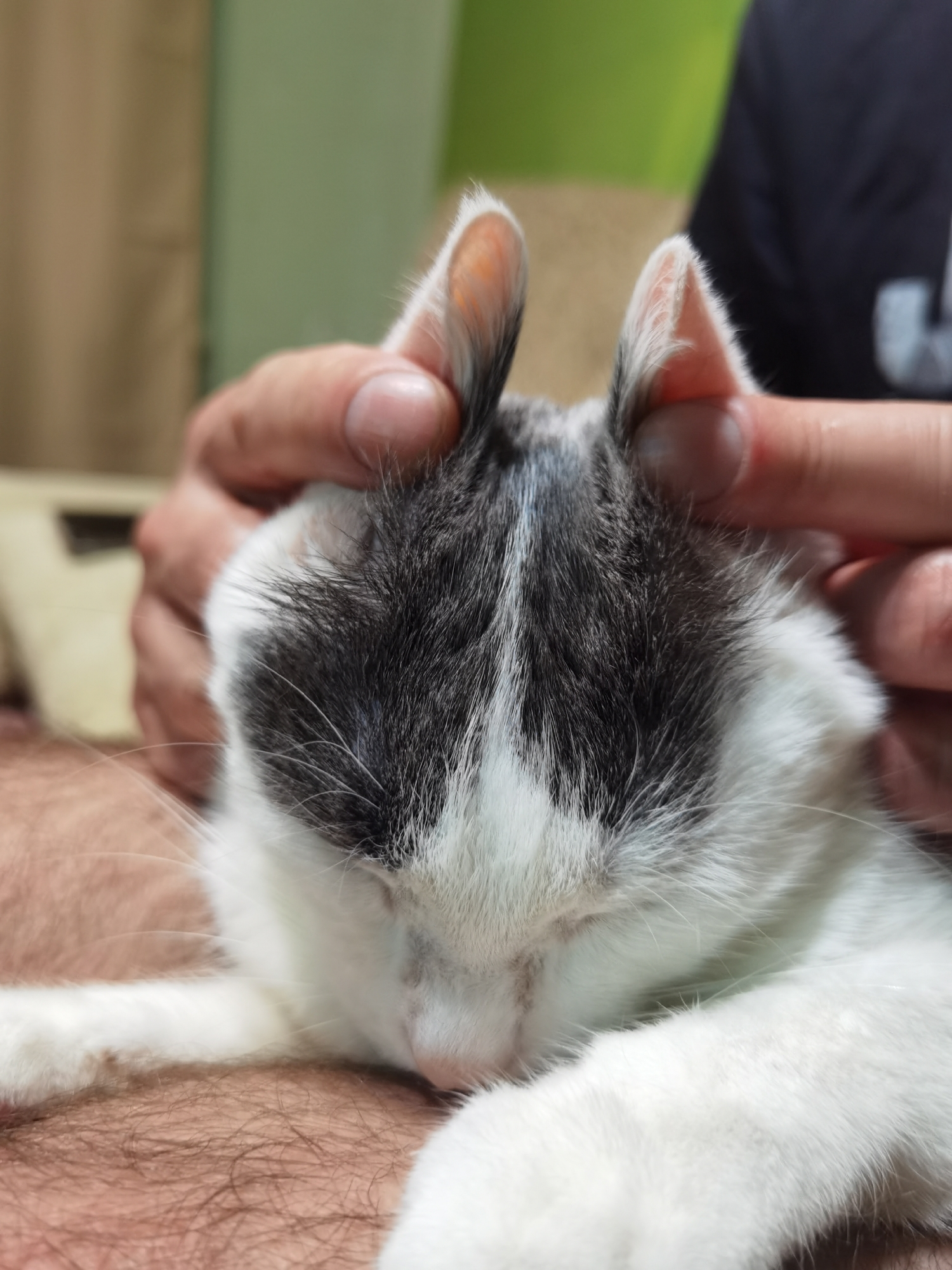 In Chaikovsky, Russia, a close-up shot captures a person gently petting a black and white cat. The cat's eyes are closed, and its ears are perked up, with the person's fingers cupping them. The cat is resting on the person's lap, with its paw visible. The background is blurred, showing a light brown curtain and a green wall. The scene is intimate, highlighting the bond between the person and the cat.