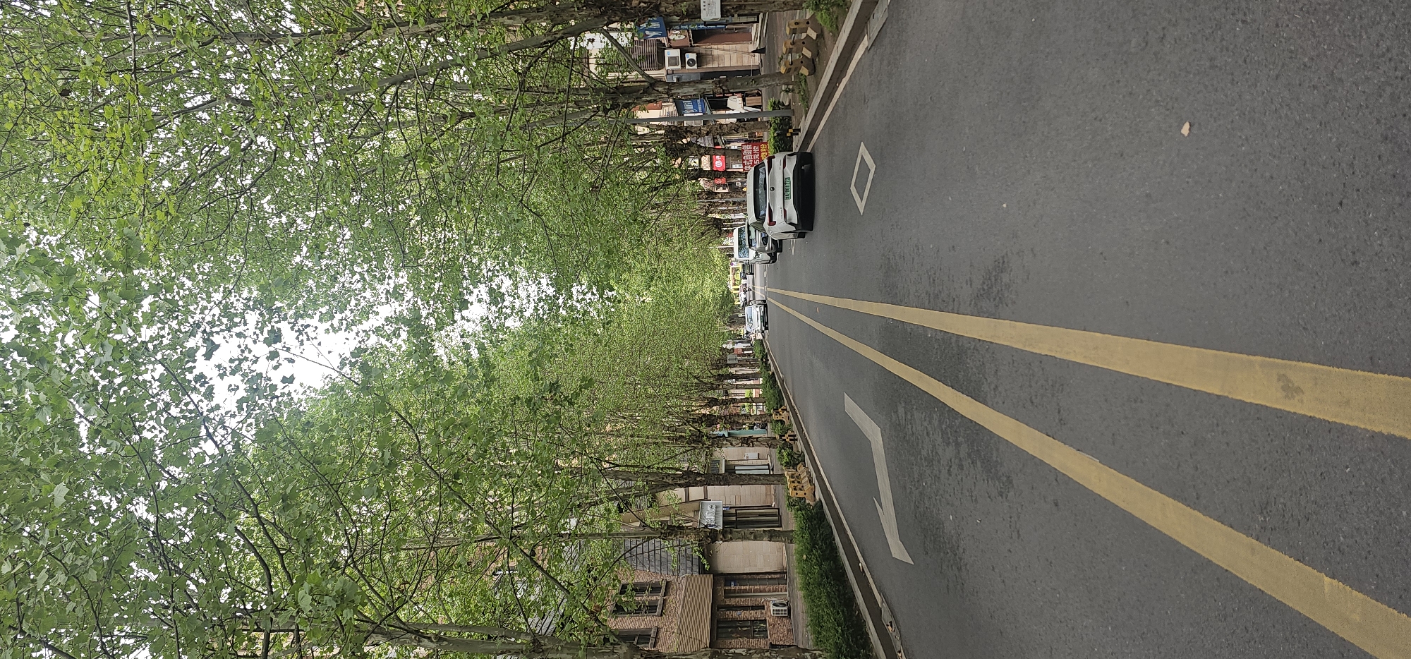 A slightly angled, eye-level perspective captures a street scene. The location is identified as Jiulongpo District, China, based on visible signage.
The primary focus is a straight, asphalt-paved road marked with a double yellow line and a painted white directional arrow indicating a turn. Several vehicles are parked in parallel formation along the right side of the road.
Trees line both sides of the street, their branches forming a canopy overhead. Buildings and street fixtures are partially visible on either side, behind the trees. The scene suggests a residential or commercial area with street-side parking and mature trees.