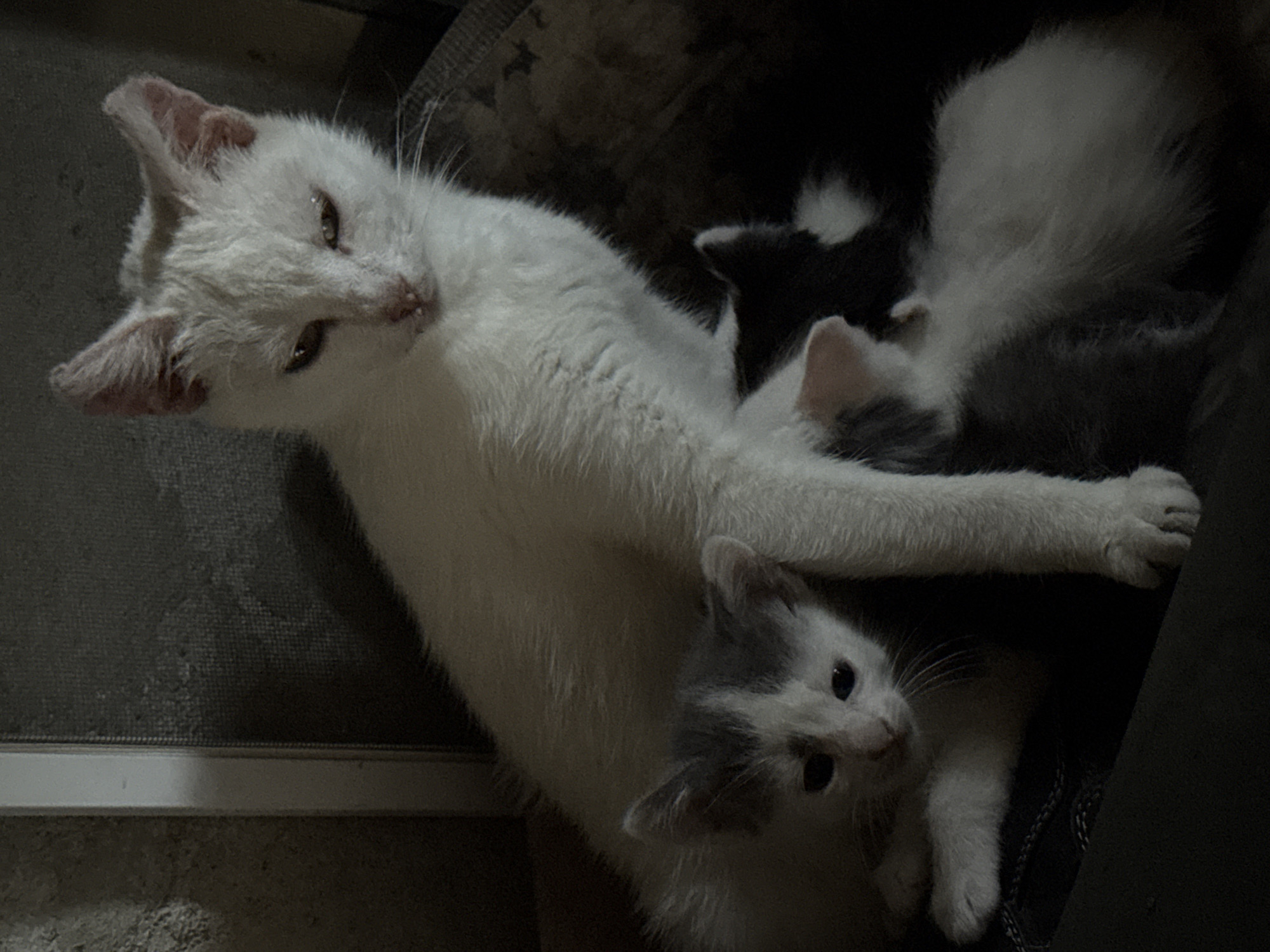 A mother cat, predominantly white with some pinkish hues visible on her ears, lies on her side, curled around two kittens. Her eyes are partially closed, and her mouth is slightly open, revealing a glimpse of her teeth. One kitten, a mix of white and grey, is nestled close to her belly, looking upwards with its eyes open and attentive. Another kitten, mostly dark grey with some white markings, is also partially visible, tucked in beside its mother. The setting appears to be indoors, with a dark, textured surface beneath the cats, possibly a rug or blanket, and a darker, out-of-focus background. The lighting is dim, suggesting it might be nighttime or a poorly lit indoor space. The overall scene conveys a sense of warmth and maternal care, with the cats appearing relaxed and comfortable in each other's presence.