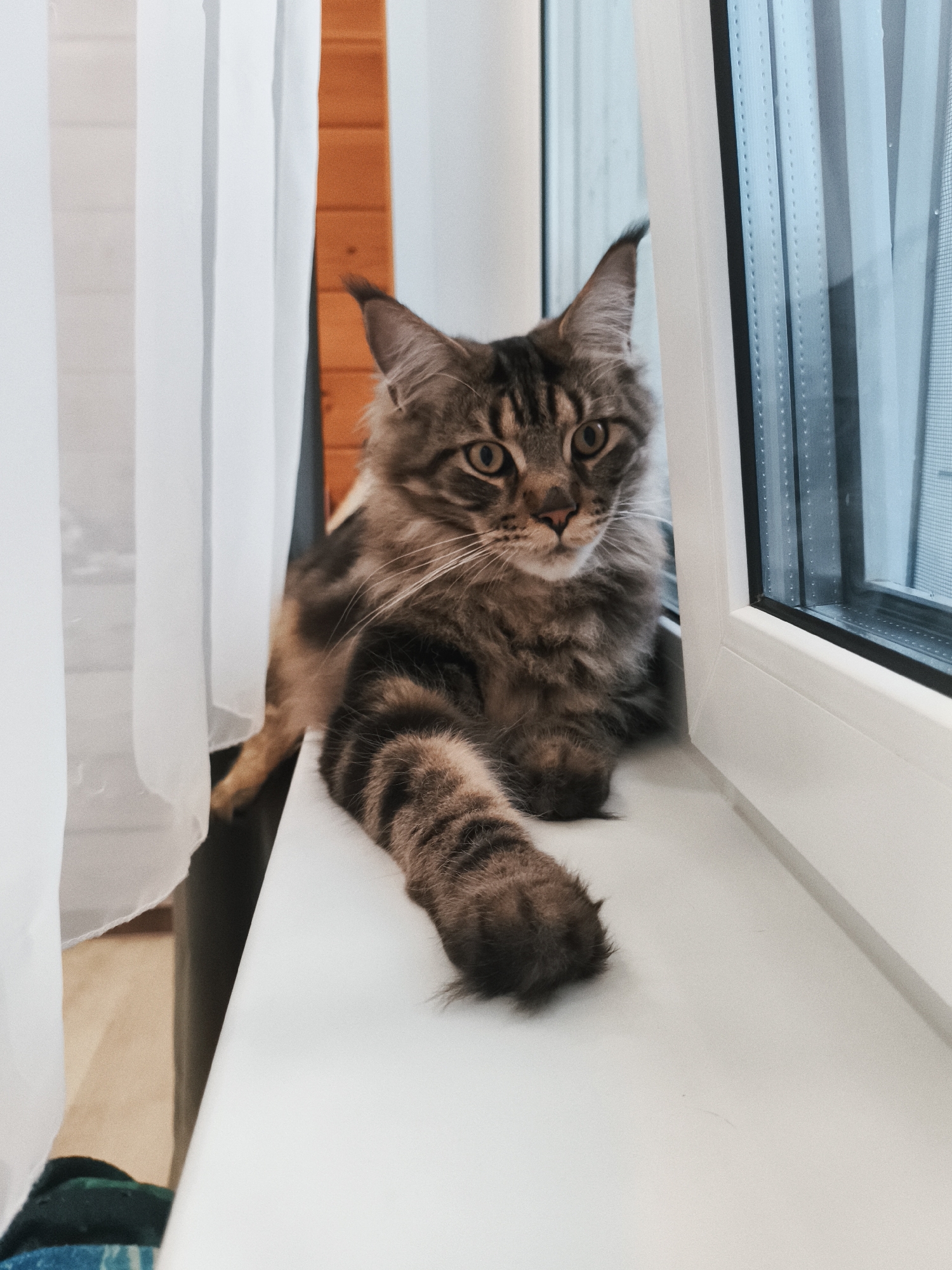 A Maine Coon cat is lying on a white windowsill in front of a window. The cat has long, fluffy gray and brown fur with tabby markings. Its left paw is resting on the windowsill, and its tail is visible behind it. The cat is looking at the camera with large, amber eyes. To the left of the cat are white curtains, and to the right is the window, which appears to be slightly reflective. The background shows wooden paneling and more of the white curtains. The overall mood of the image is calm and peaceful. The setting appears to be indoors, likely in a home in Русский Вожой, Russia, given the context. The lighting suggests it is daytime, possibly late afternoon due to the soft light. There is no visible text in the image.