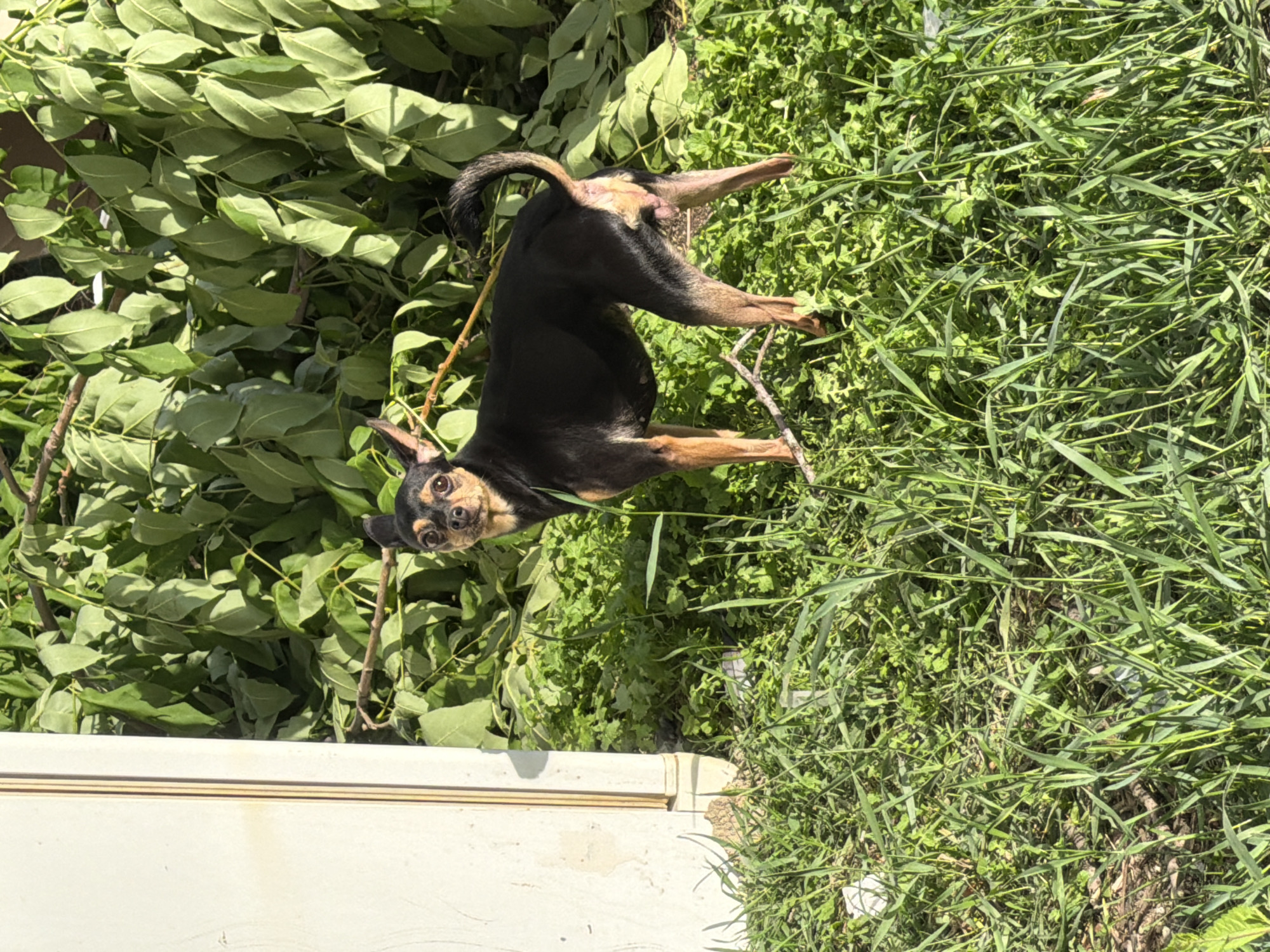 A small, black and tan dog, likely a Chihuahua or Miniature Pinscher mix, stands in tall green grass in front of a dense background of green leaves and branches. The dog is facing the viewer, with its head tilted slightly. To the left of the dog, a portion of a white vertical structure with vertical brown lines is visible. The scene appears to be outdoors, possibly in a yard or park. The image was taken in Birobidzhan, Russia.
