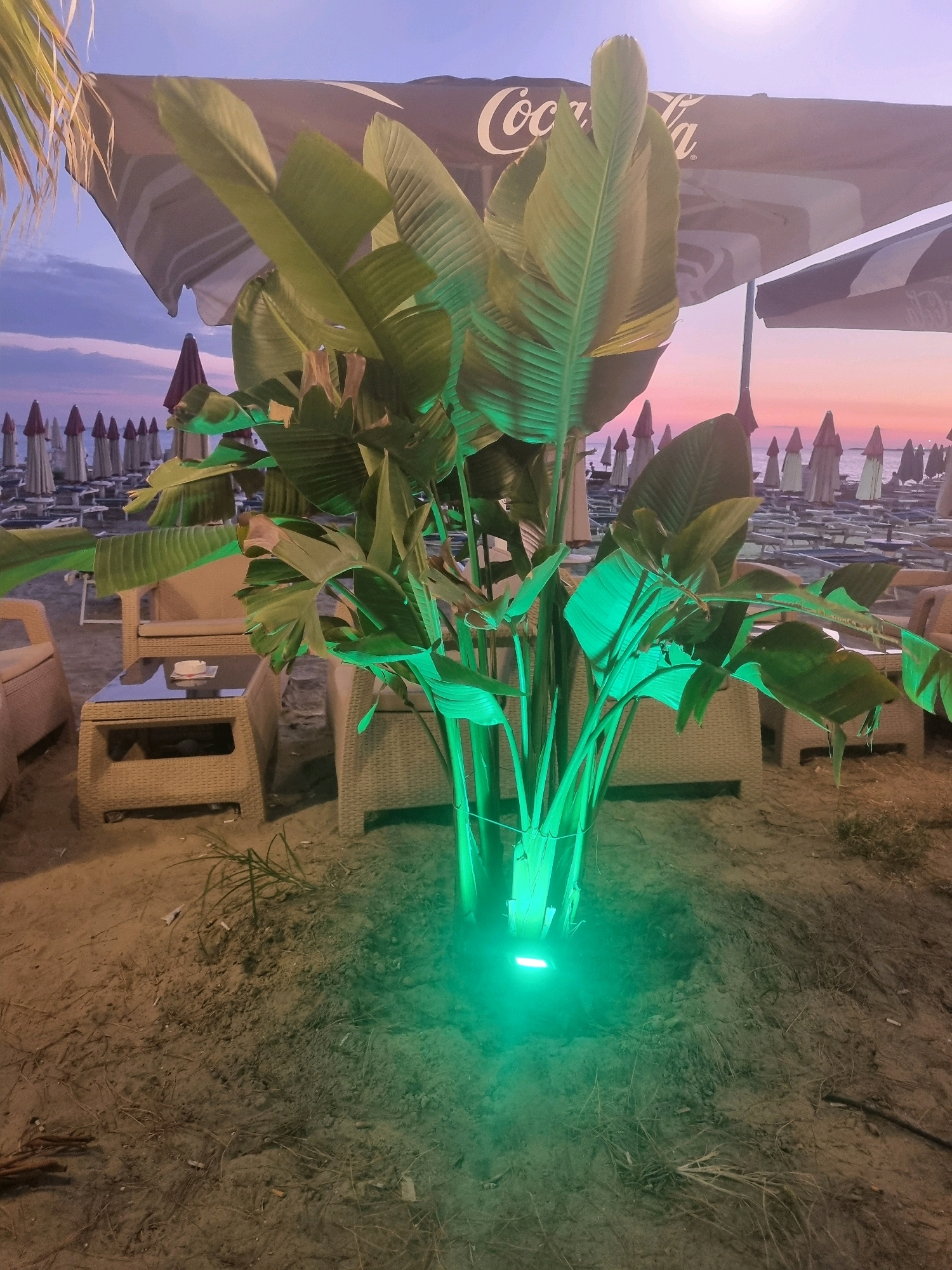 The image depicts an outdoor seating area on a sandy beach at dusk, likely in Bashkia Durrës, Albania, given the context provided. In the foreground, a large, leafy tropical plant is illuminated by a green light at its base. The plant has broad, paddle-shaped leaves. Behind the plant, there are several pieces of wicker furniture, including armchairs and a low coffee table. The coffee table has a glass top and a small ashtray with what appears to be cigarette butts on it. In the background, rows of closed beach umbrellas and lounge chairs are visible on the sand, leading towards the sea. The sky is painted with the soft hues of sunset, transitioning from a pinkish-orange near the horizon to a pale blue above. A large umbrella with a "Coca-Cola" logo is partially visible in the upper portion of the image, suggesting a beach bar or cafe setting. The overall scene conveys a relaxed, evening ambiance on the Albanian coast.