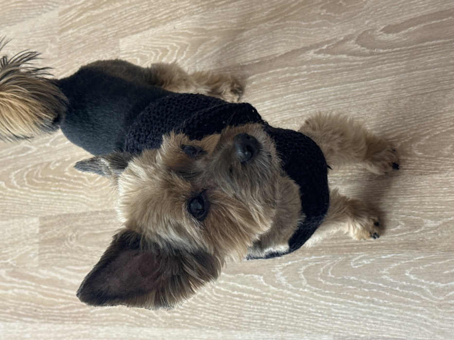 A small, tan and black Yorkshire Terrier wears a black crocheted sweater while lying on a light wood-patterned surface. The dog faces the camera with slightly tilted head, displaying soft fur around the face and on the paws. The body has short, dark fur except for the fluffy tail, which is tan at the tip. The background is a neutral color.