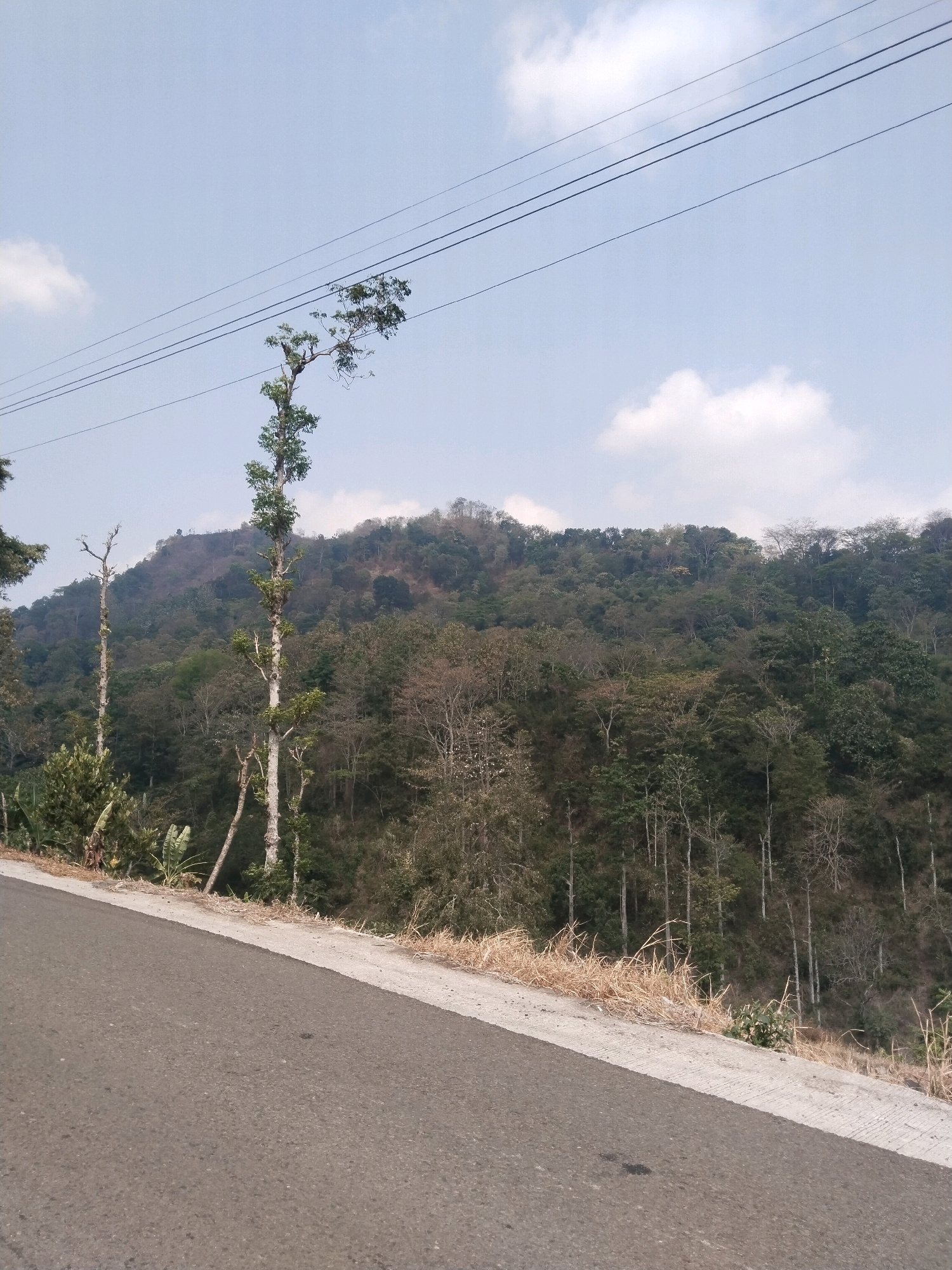 The image shows a winding paved road in the foreground, with a dry, grassy verge and some vegetation on the right. Beyond the road, a dense, green hillside covered in trees rises towards the horizon. A few taller, slender trees stand out in the mid-ground, with one particularly tall tree with sparse foliage to the left of center. Overhead, power lines stretch across the sky, which is a pale blue with scattered white clouds. The scene depicts a rural or semi-rural environment in the city of Pagerkasih, Indonesia, characterized by lush vegetation and a clear sky. There are no people or animals visible in the image, and no specific actions or interactions are depicted.