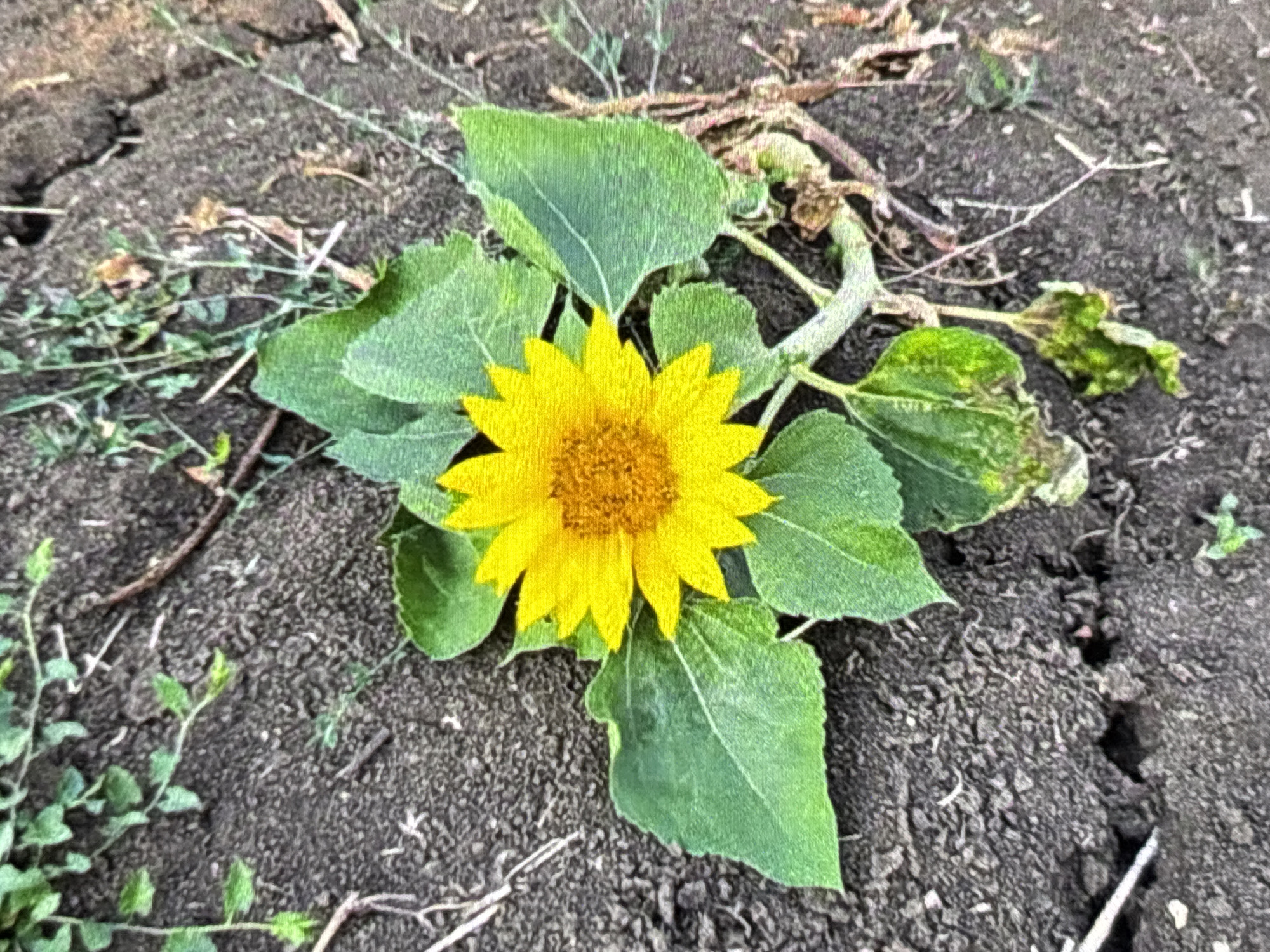 The image captures a close-up, eye-level view of a small sunflower plant. A single, vibrant yellow sunflower bloom with a textured, golden-brown center is prominently featured in the center of the frame. Surrounding the flower are several broad, green leaves of the sunflower plant, some appearing healthy while others show signs of stress or dryness, particularly on their edges.
The sunflower is growing in dark, dry earth that exhibits visible cracks and fissures, indicating arid conditions. Scattered across the soil are sparse patches of slender green weeds and small pieces of dried plant debris and twigs. The stem of the sunflower plant is visible, extending downwards and to the right, showing some withered leaf structures. The lighting suggests it is daytime. No specific activity or event beyond the plant's growth is depicted. There is no visible text within the image. The scene portrays a sense of natural resilience against a backdrop of somewhat harsh, dry ground.