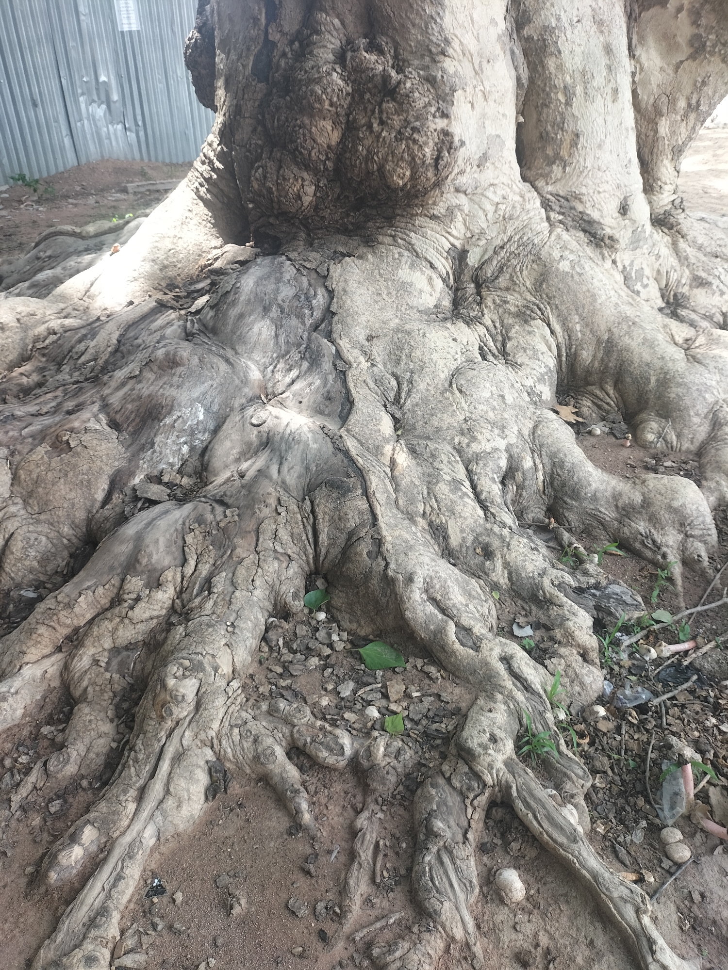 The image shows the massive, gnarled exposed roots of a large tree, possibly a baobab or a sycamore fig, set against a backdrop of loose soil, small stones, and scattered green leaves. The roots are thick and interwoven, with a rough, textured bark that is light gray and brown in color, showing deep fissures and ridges. In the background, a corrugated metal fence runs vertically, indicating an urban or semi-urban setting. A small pile of dirt is visible against the fence. The lighting suggests it is daytime, with sunlight casting shadows and highlighting the contours of the roots. The scene appears to be located outdoors, likely in a park or a less manicured area within the city of Jalingo, Nigeria. There are no people or animals visible in the image.