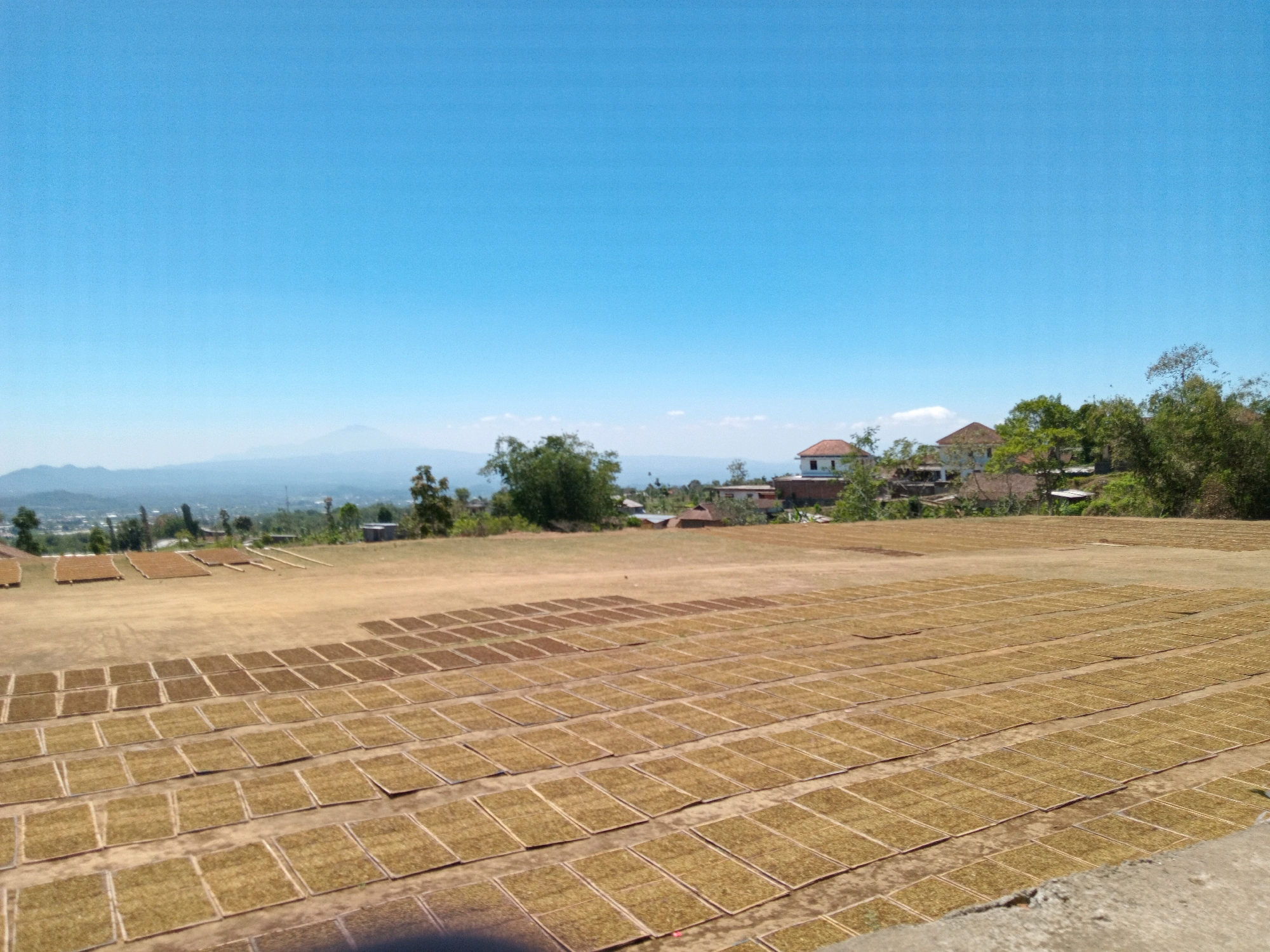 This is a wide-angle, eye-level photograph taken in Gandurejo, Indonesia, under a clear, pale blue sky. The foreground is dominated by a large, flat, dusty field where numerous rectangular bundles of dried leaves, likely tobacco, are arranged in precise rows and columns. These bundles appear to be laid out for drying in the sun. The field extends into the mid-ground, where more of these bundles are visible, along with some scattered wooden stakes. Beyond the field, a line of trees separates it from a cluster of buildings, including houses with terracotta roofs and white walls, nestled on a hillside. In the background, hazy, blue-toned mountains form the distant horizon, and a faint, conical mountain peak is visible on the left. The overall impression is of a rural agricultural setting during daylight.