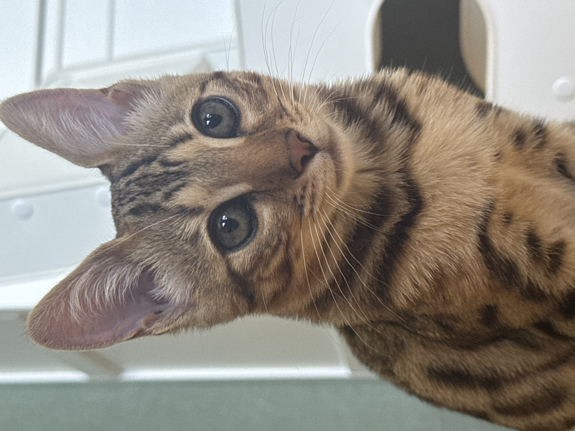 A close-up, head-and-shoulders portrait of a young Bengal cat. The cat has large, attentive green eyes, prominent whiskers, and distinctive brown and black tabby markings on its fur, particularly on its ears and face. Its ears are large and pointed, set high on its head. The cat's nose is a soft pink. The background is out of focus and appears to be an indoor setting with a light-colored, textured surface, possibly furniture or a wall. There is no indication of the city of Rzhev, Russia, in the image.
